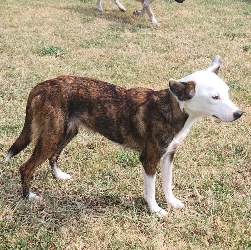 HARLEY BATMAN, a Adoptable mixed breed in lawton, OK image 4/4
