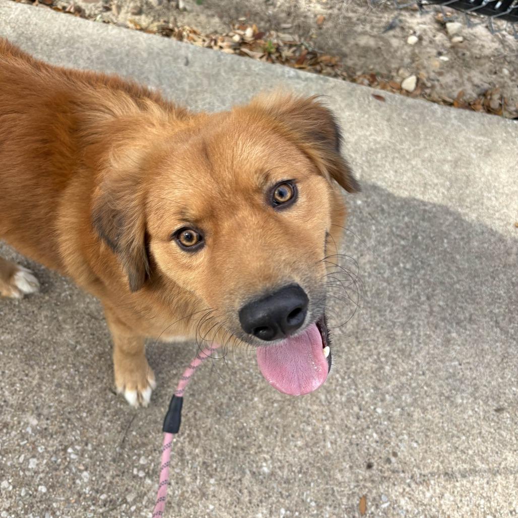 Enlarge Dumplin', a Adoptable mixed breed in Beaumont, TX image 1/4