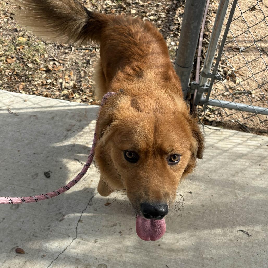 Enlarge Dumplin', a Adoptable mixed breed in Beaumont, TX image 2/4