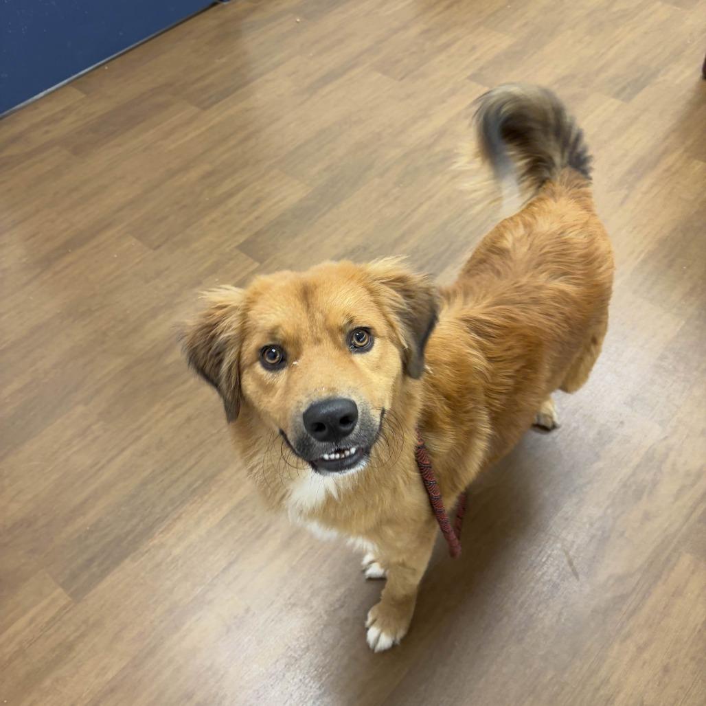 Enlarge Dumplin', a Adoptable mixed breed in Beaumont, TX image 3/4