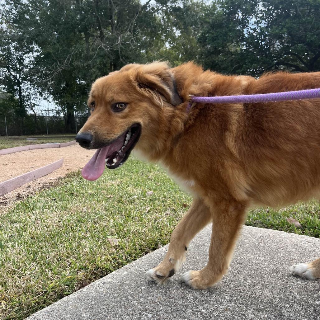 Enlarge Dumplin', a Adoptable mixed breed in Beaumont, TX image 4/4