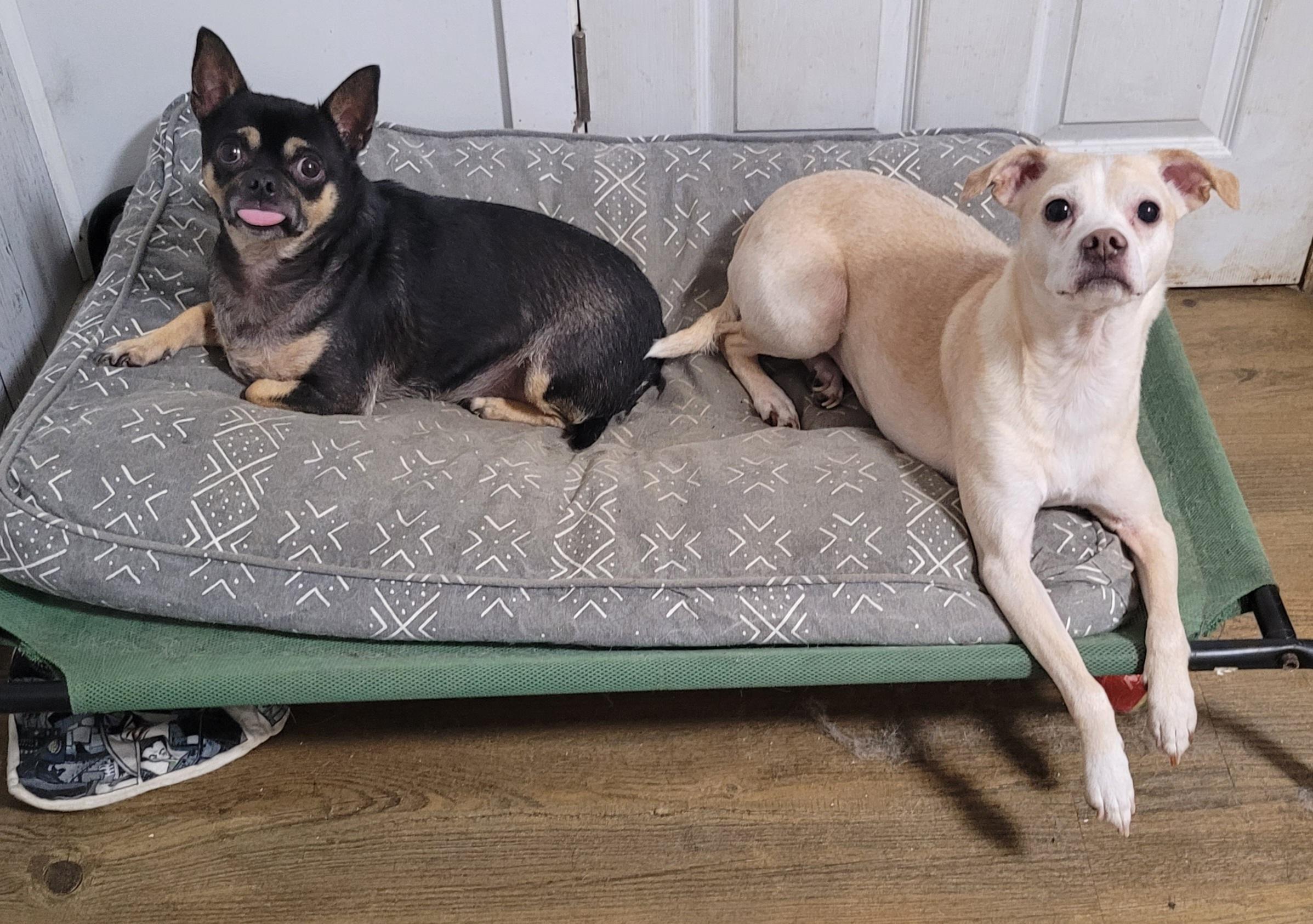 Willow, a Adoptable mixed breed in Vancouver, BC image 2/3