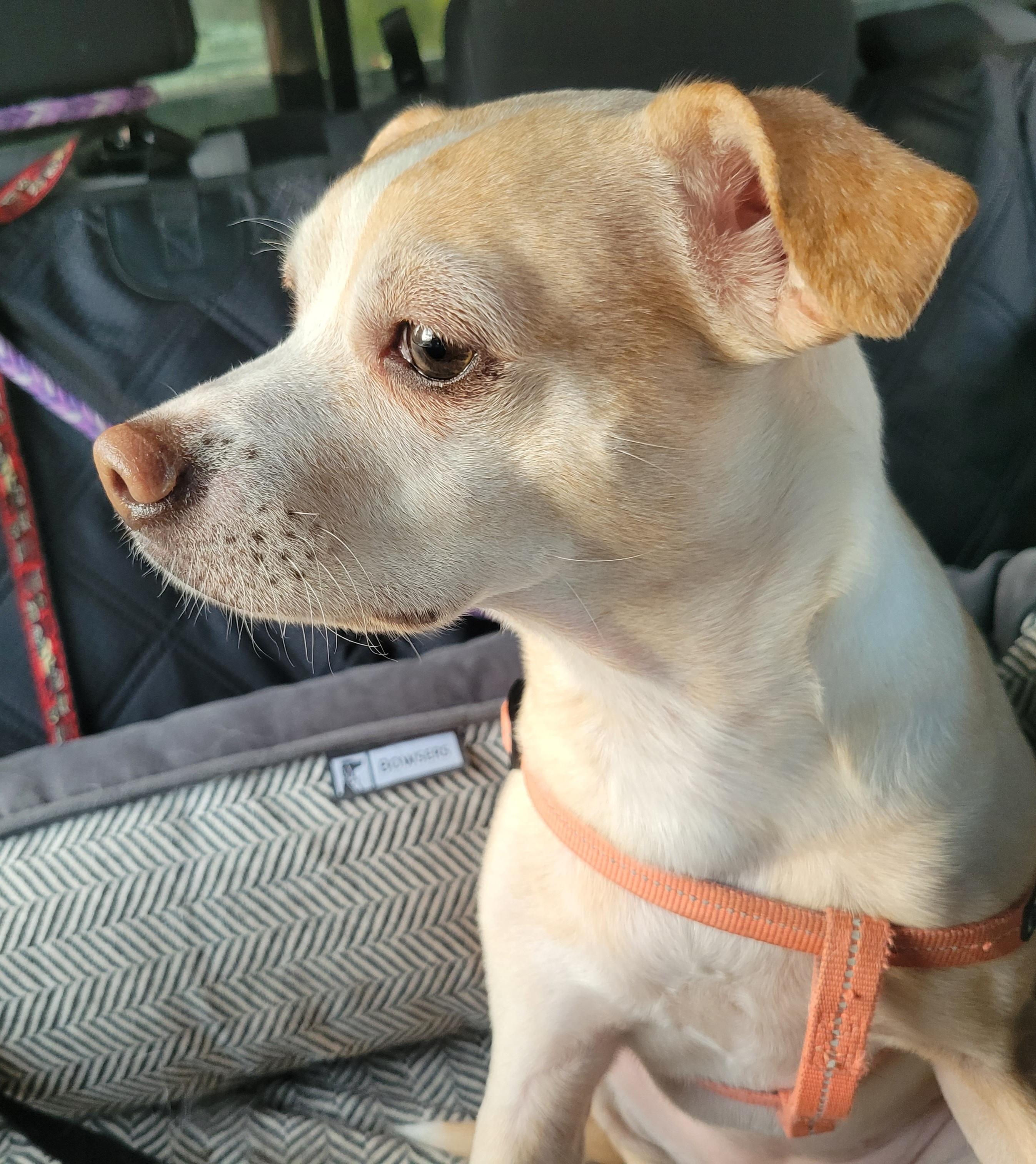 Willow, a Adoptable mixed breed in Vancouver, BC image 3/3