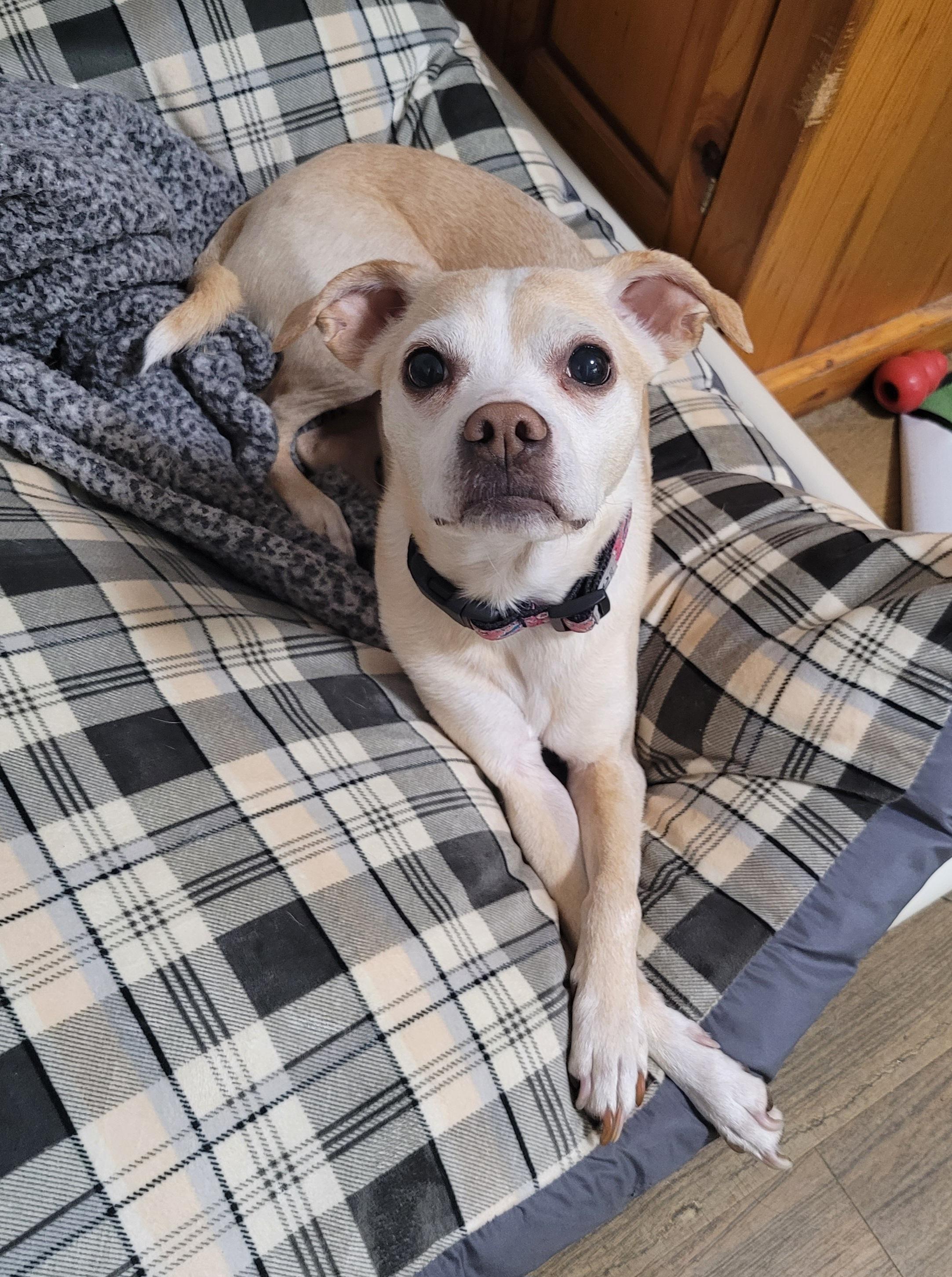 Willow, Adoptable, Adult Female Chihuahua & Mixed Breed.