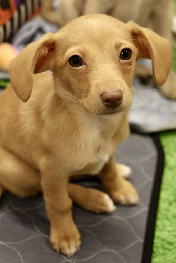 Wausau, Adoptable, Puppy Female Chihuahua & Dachshund.