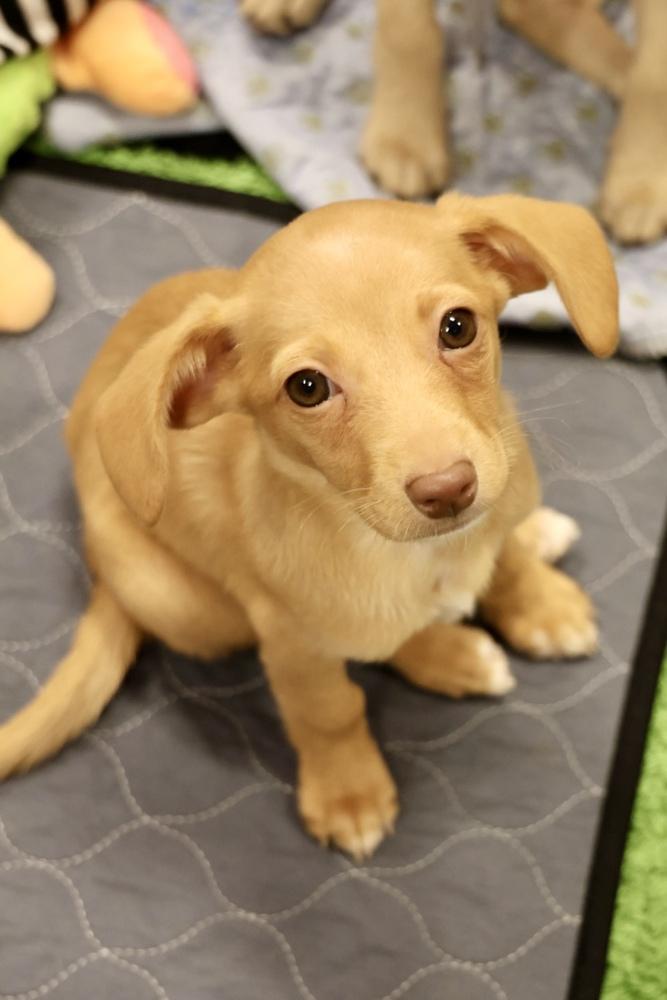 Enlarge Wausau, a Adoptable mixed breed in TUCSON, AZ image 2/2