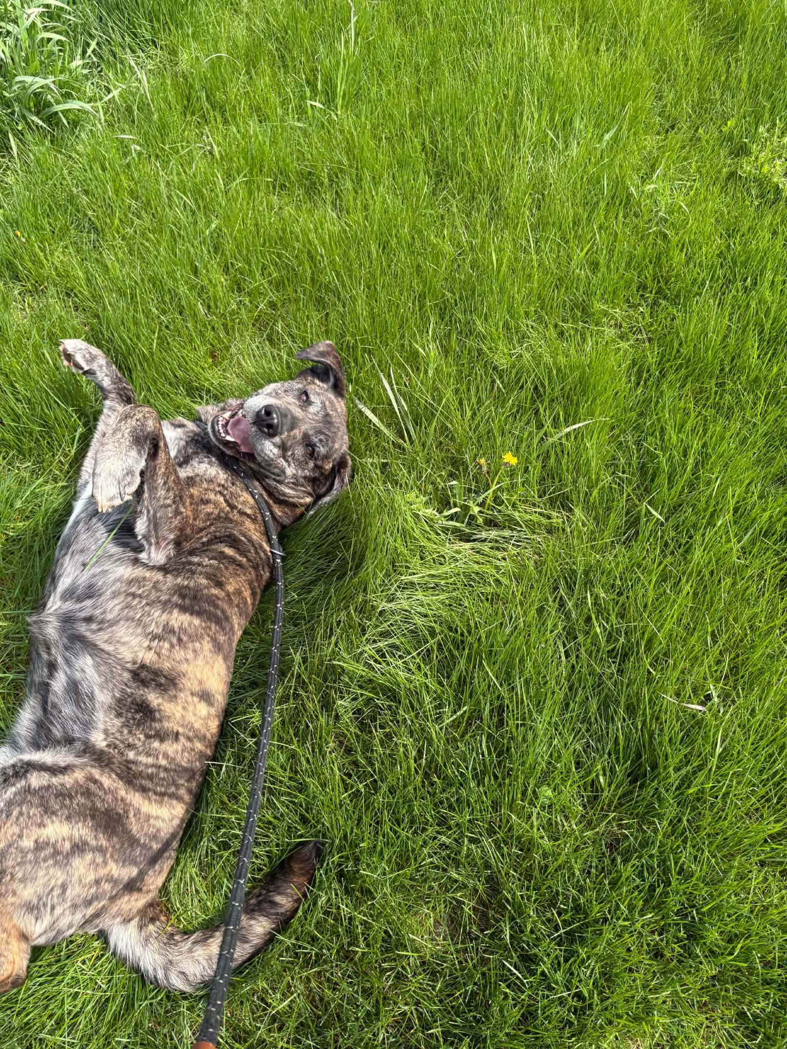Enlarge Munchkin, a ADOPTABLE mixed breed in Lisle, ON image 6/6