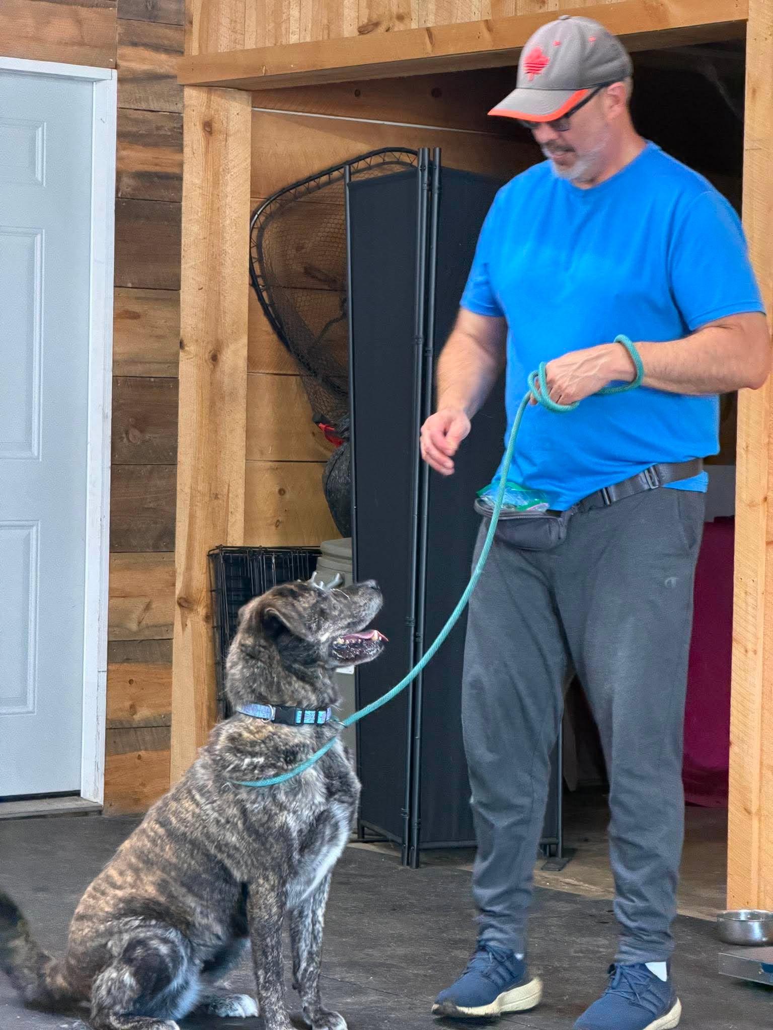 Munchkin, ADOPTABLE, Senior Female Presa Canario & Dutch Shepherd.