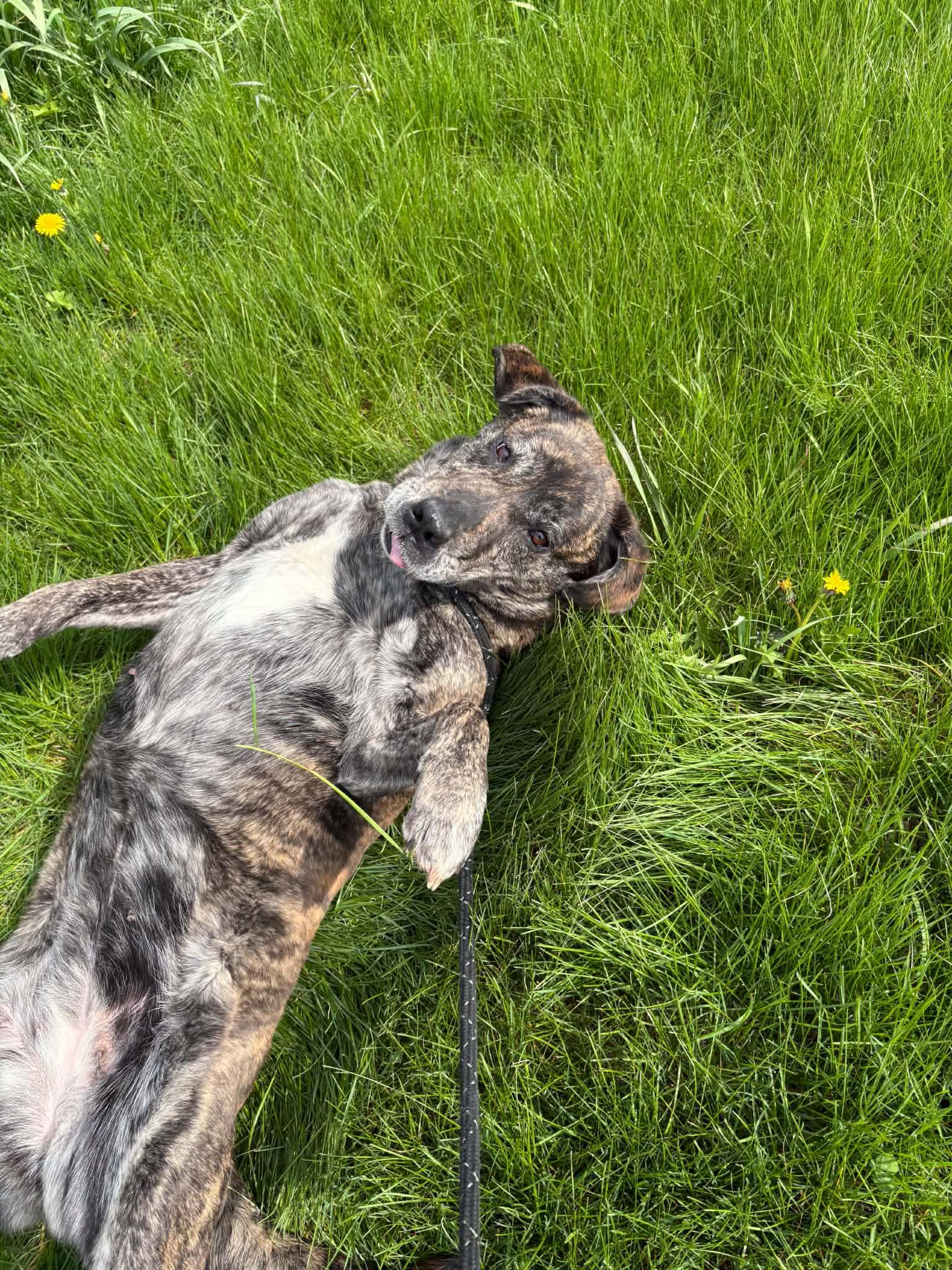 Enlarge Munchkin, a ADOPTABLE mixed breed in Lisle, ON image 5/6