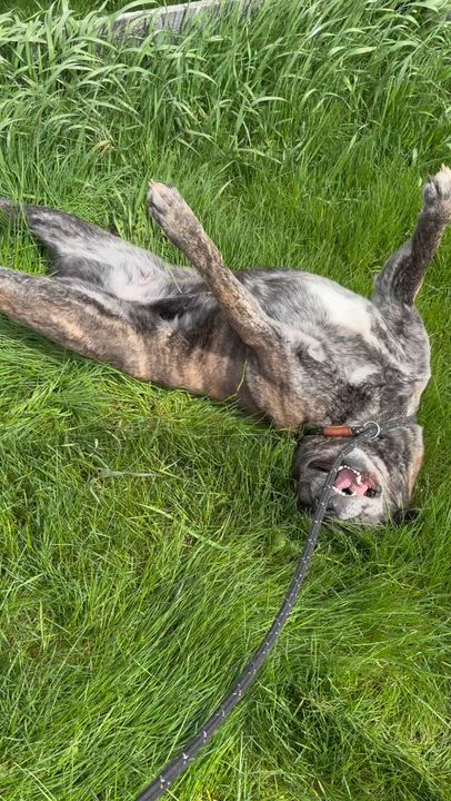 Enlarge Munchkin, a ADOPTABLE mixed breed in Lisle, ON video 2/6