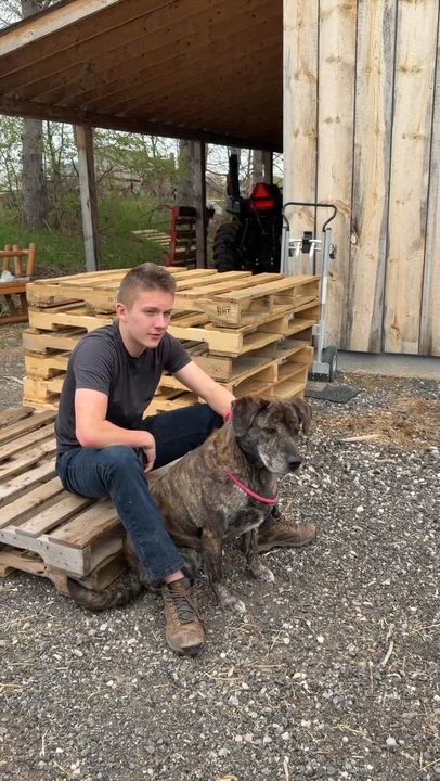 Enlarge Munchkin, a ADOPTABLE mixed breed in Lisle, ON video 4/6