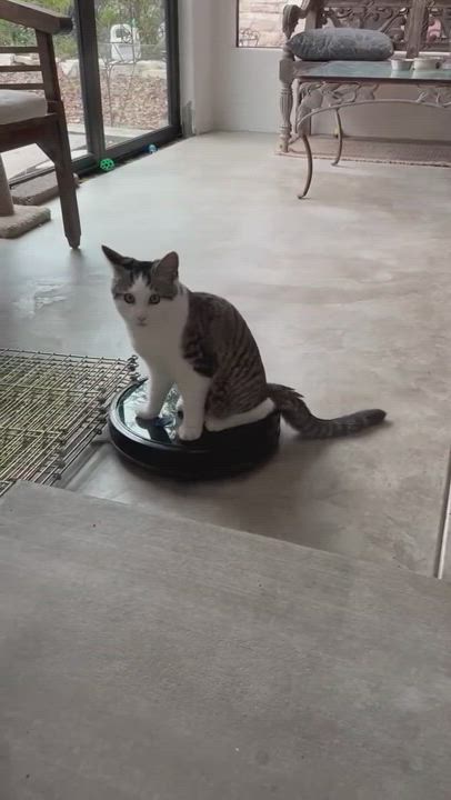 Enlarge Chandler, a Adopted Domestic Short Hair in San Pedro, CA video 3/5