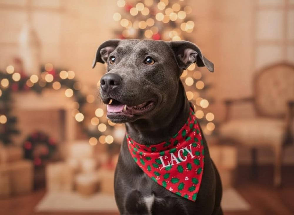 Enlarge Lacey, a Adoptable mixed breed in Rothesay , NB image 1/6