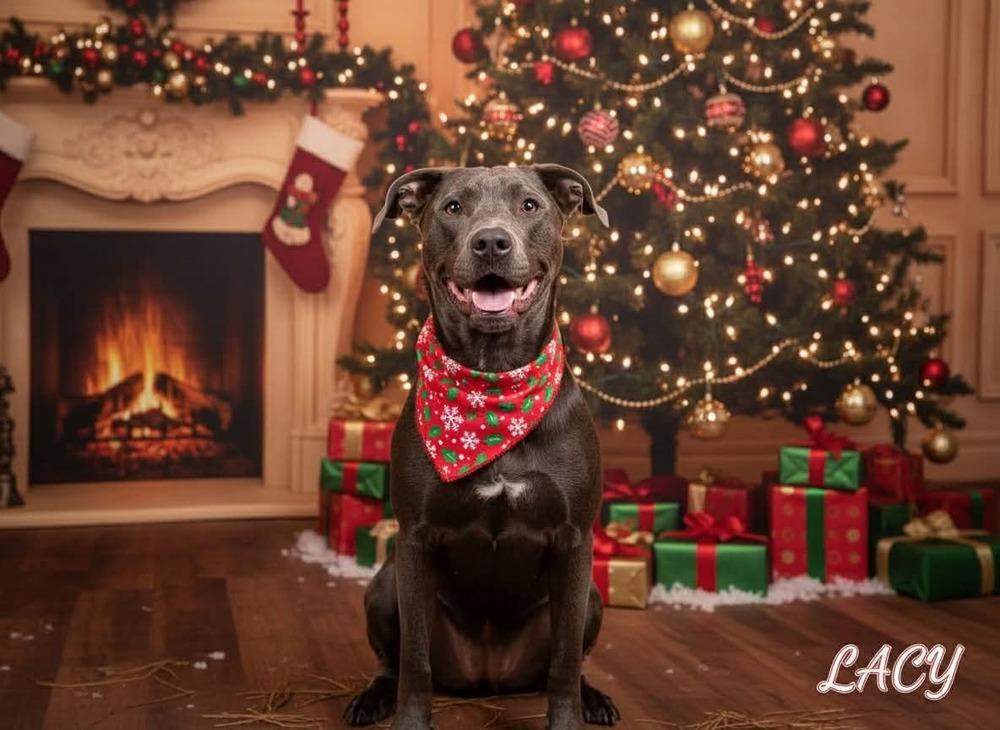 Enlarge Lacey, a Adoptable mixed breed in Rothesay , NB image 2/6