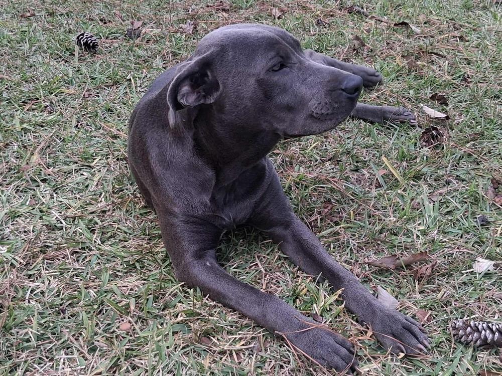 Enlarge Lacey, a Adoptable mixed breed in Rothesay , NB image 3/6