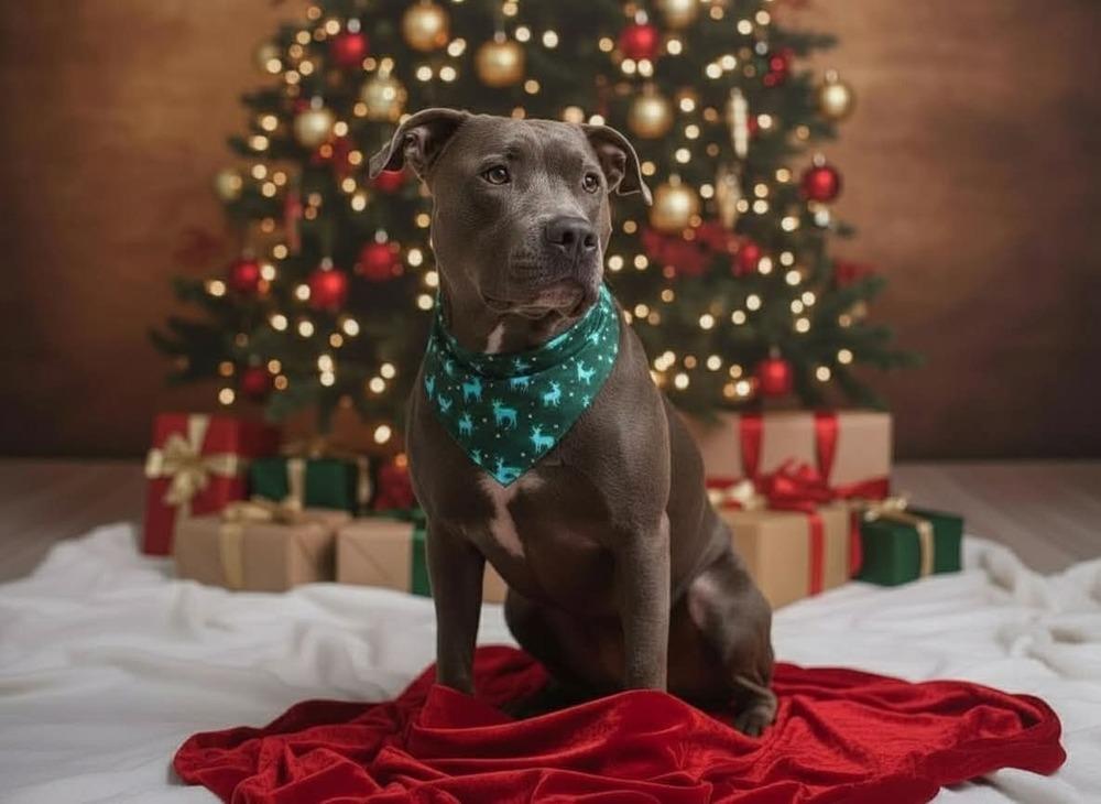 Enlarge Lacey, a Adoptable mixed breed in Rothesay , NB image 5/6