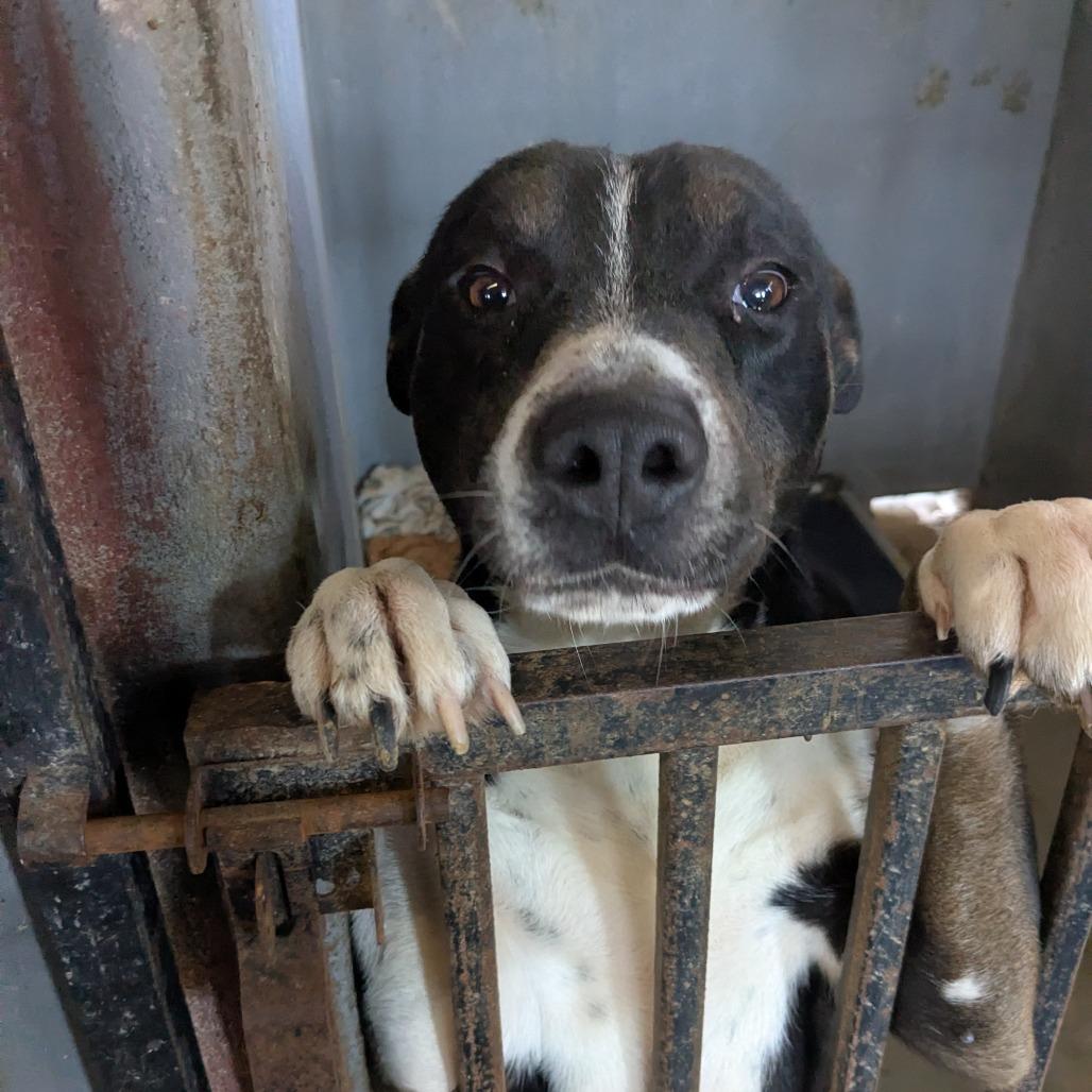 Shep, a Adoptable mixed breed in Ocoee, FL image 4/4
