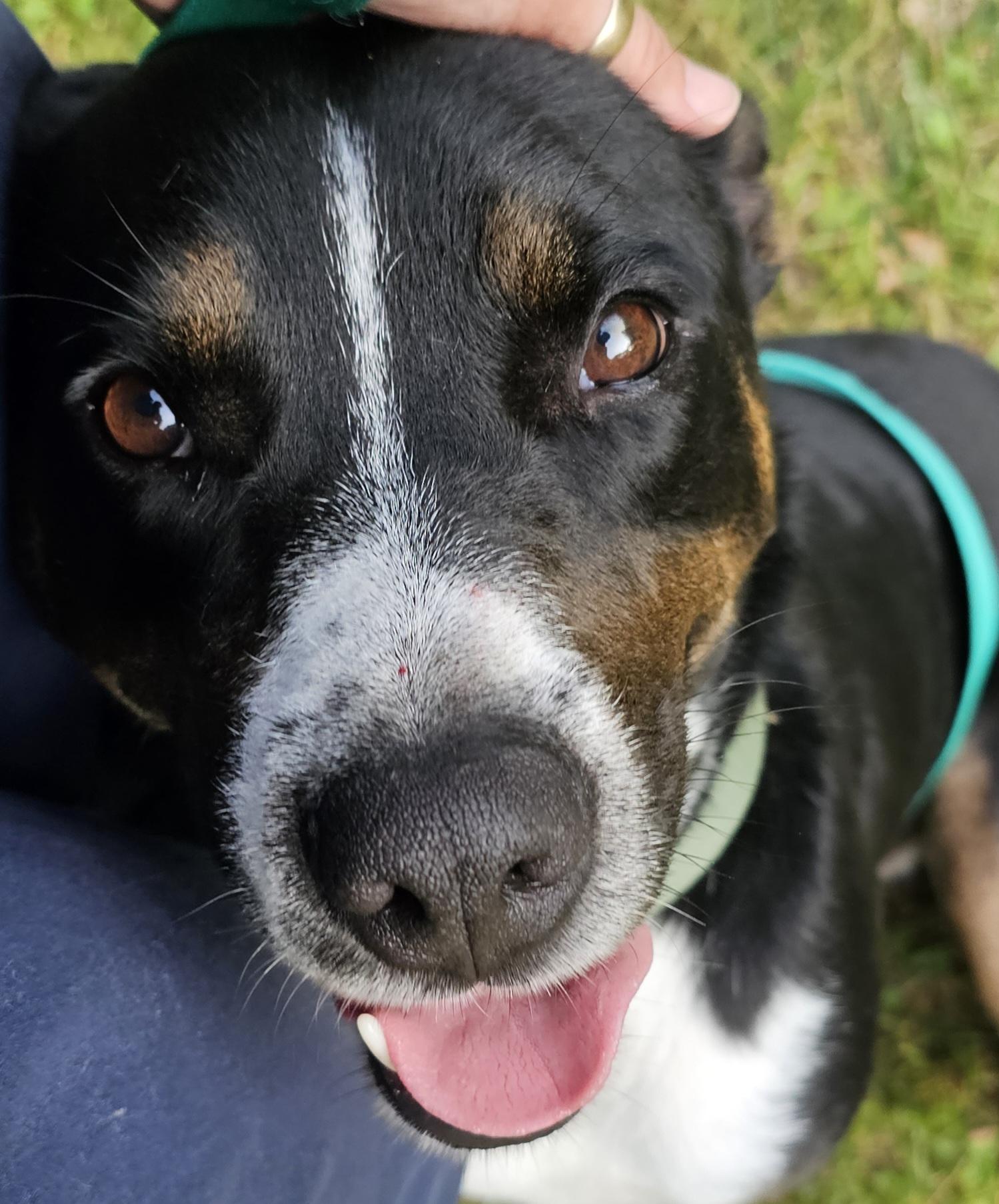 Shep, a Adoptable mixed breed in Ocoee, FL image 2/4