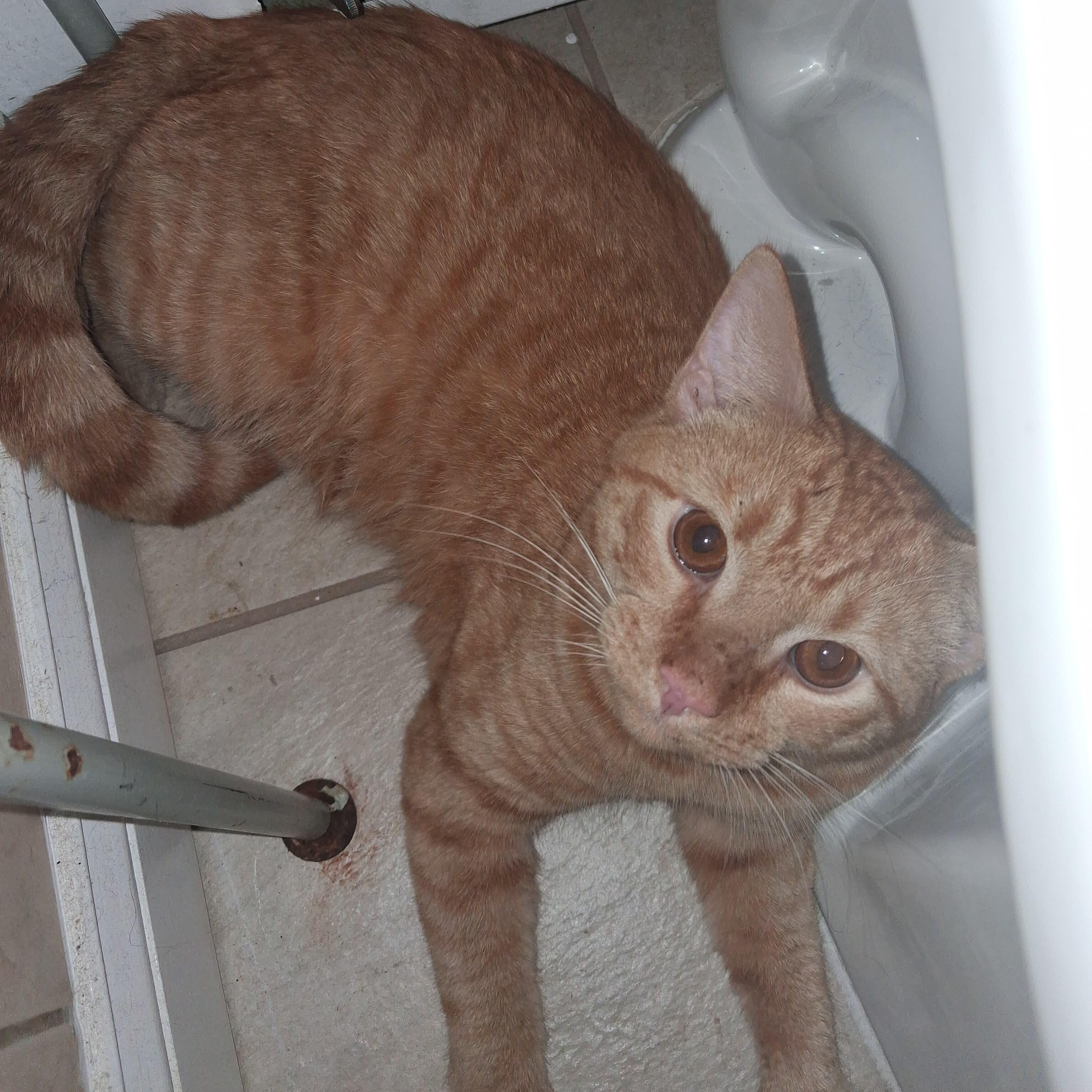 Simon, Adopted, Adult Male Tabby.