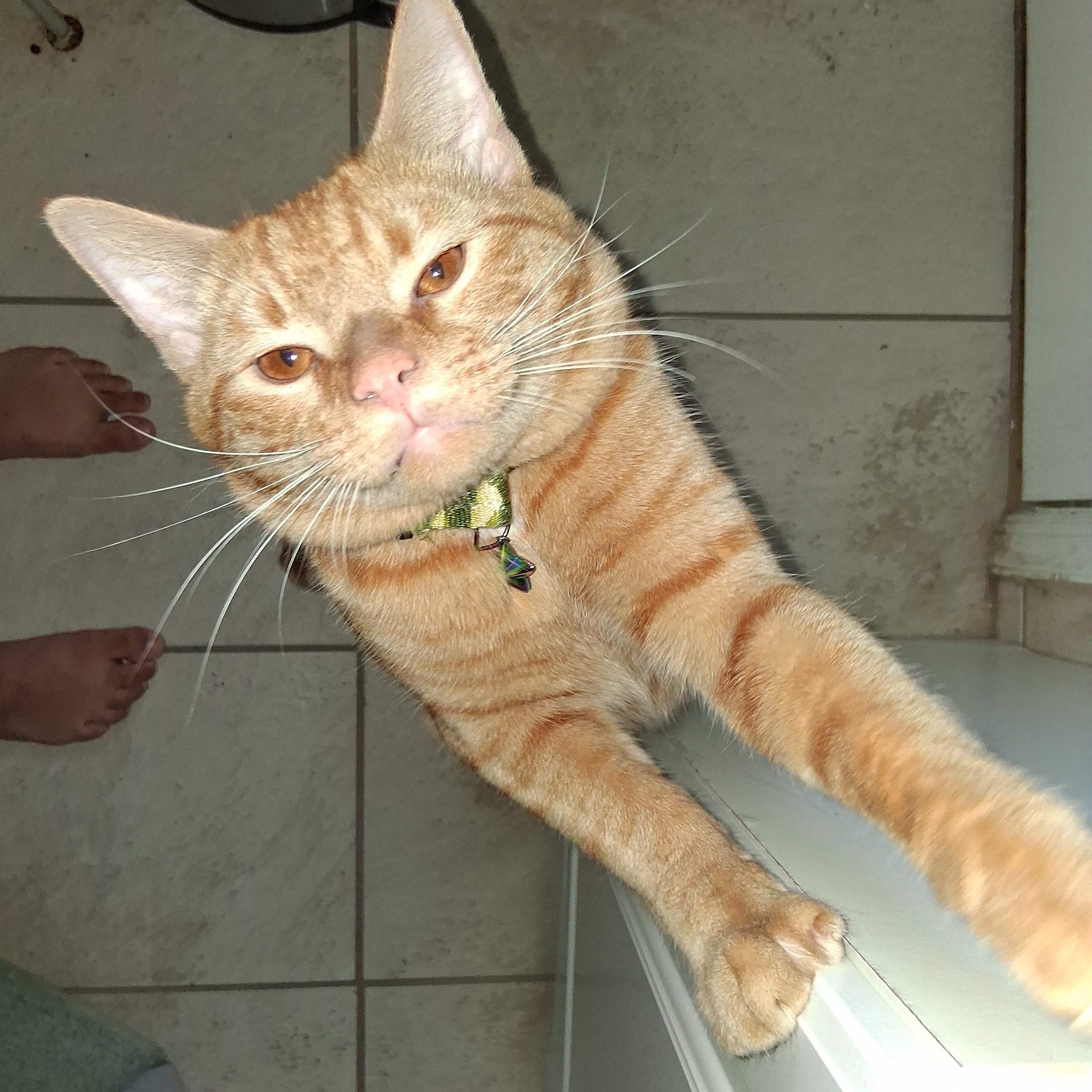 Enlarge Simon, a Adopted Tabby in Maple Shade, NJ image 5/6
