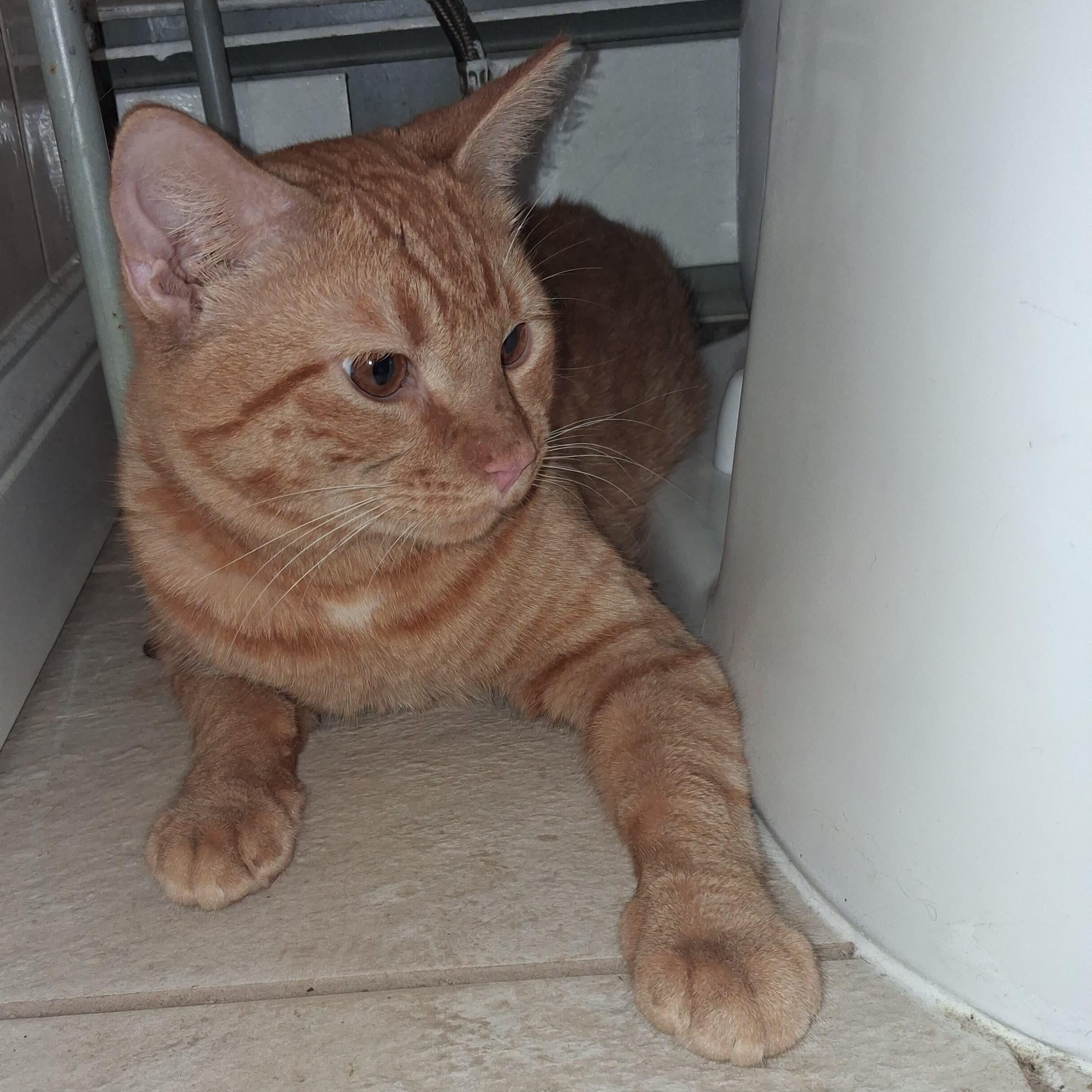 Enlarge Simon, a Adopted Tabby in Maple Shade, NJ image 2/6
