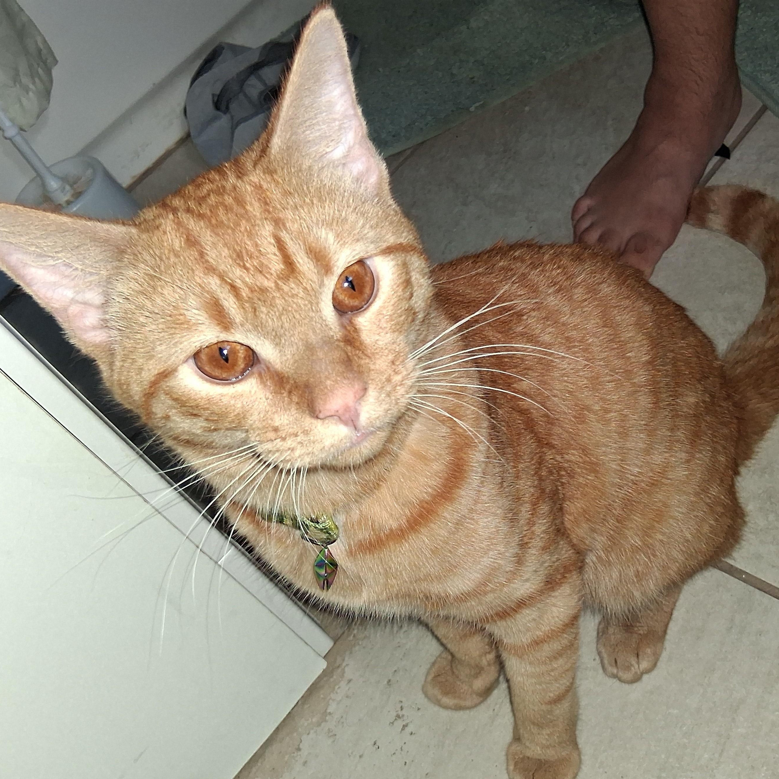 Enlarge Simon, a Adopted Tabby in Maple Shade, NJ image 6/6