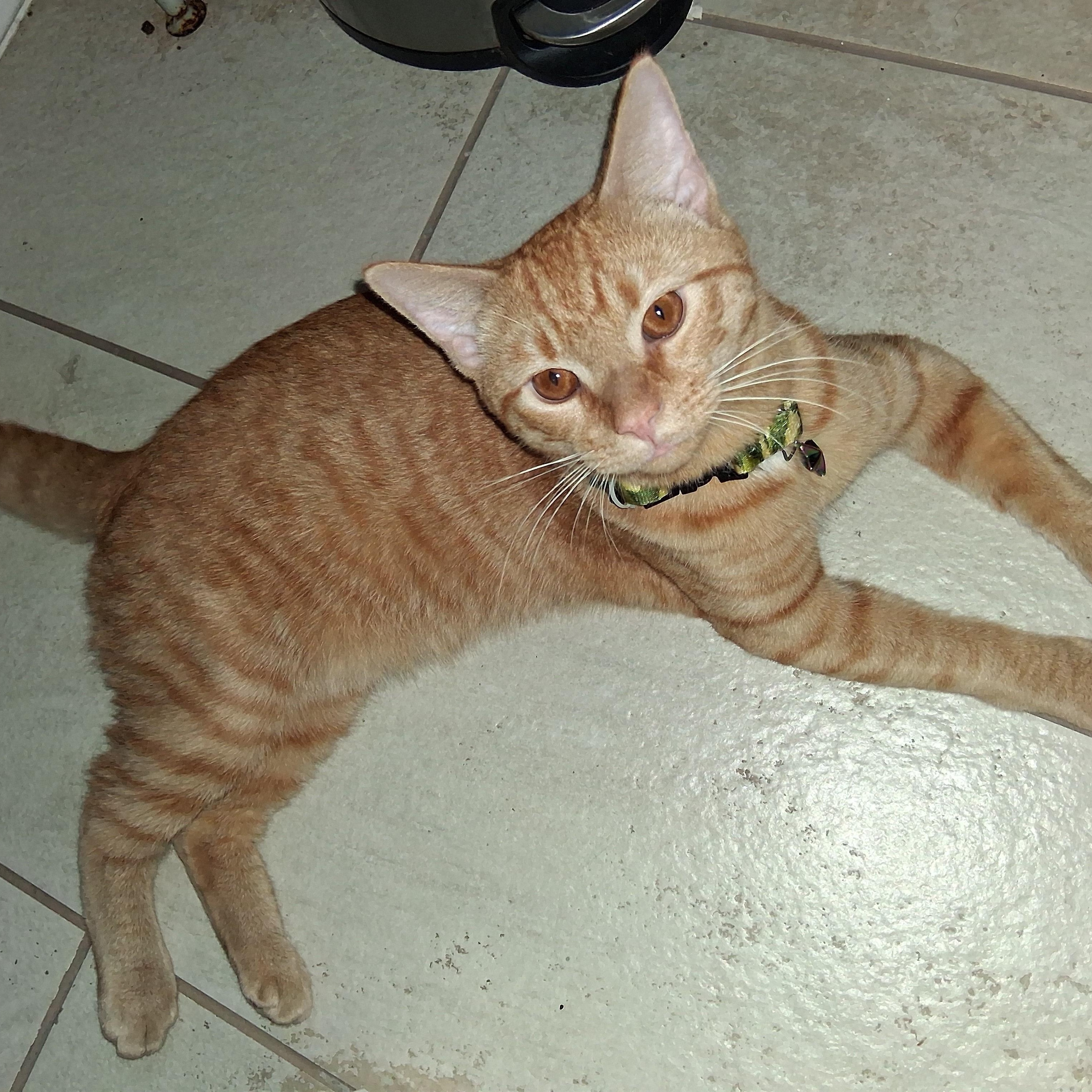 Enlarge Simon, a Adopted Tabby in Maple Shade, NJ image 4/6