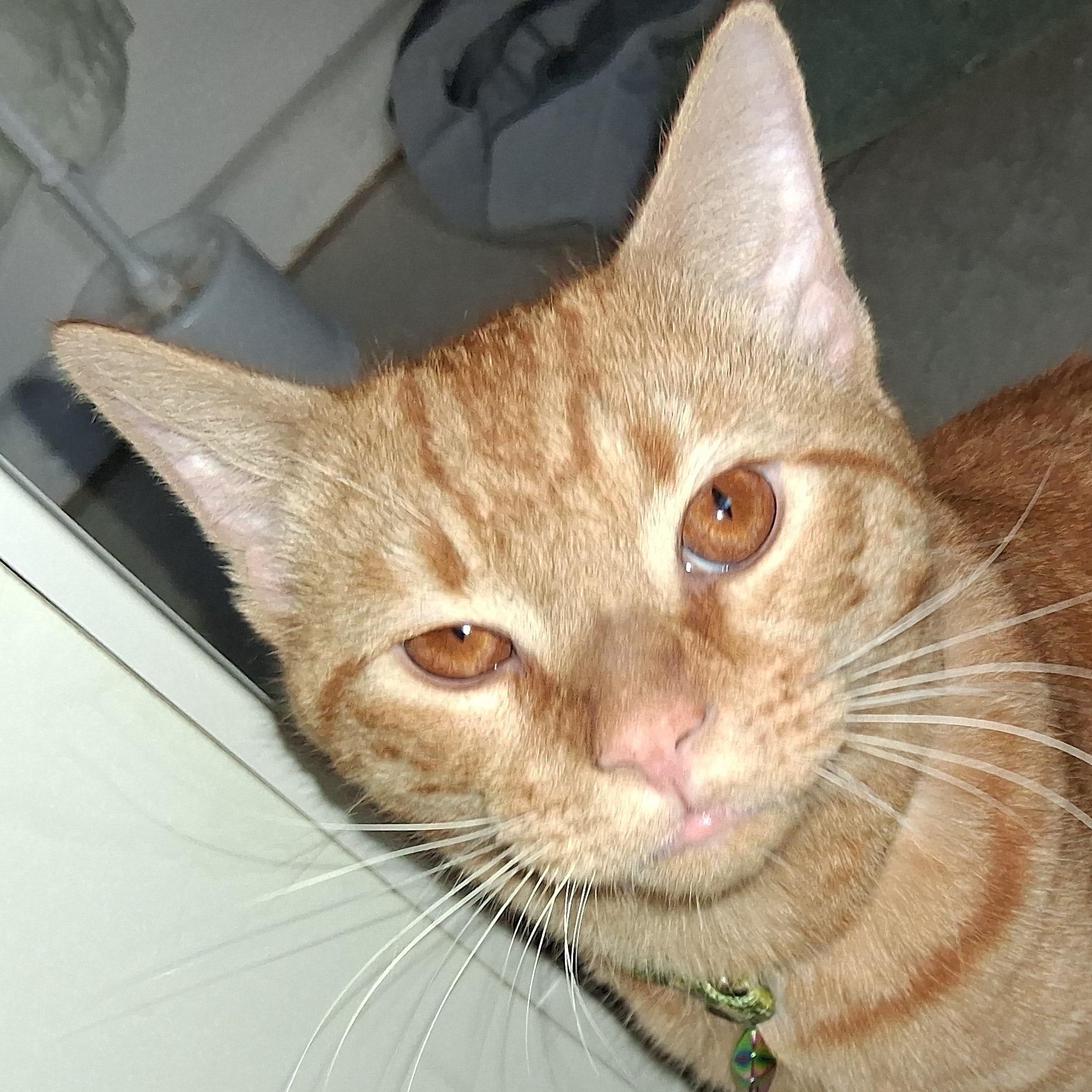 Enlarge Simon, a Adopted Tabby in Maple Shade, NJ image 3/6
