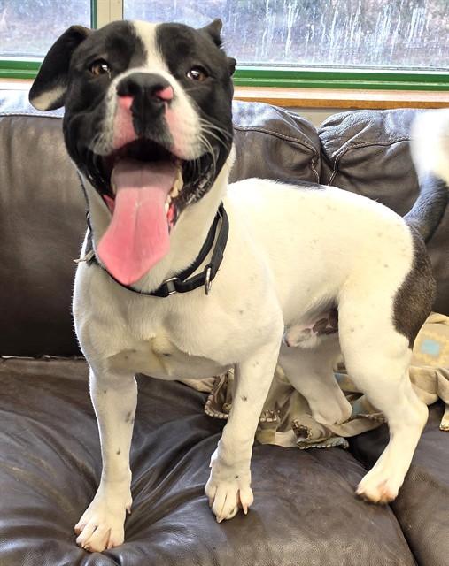 RONNIE, Adoptable, Young Male Pit Bull Terrier & Mixed Breed.