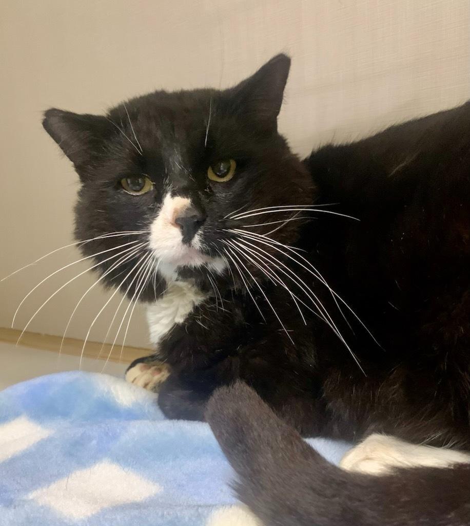 Frogger, adopted, Adult Male Domestic Short Hair.