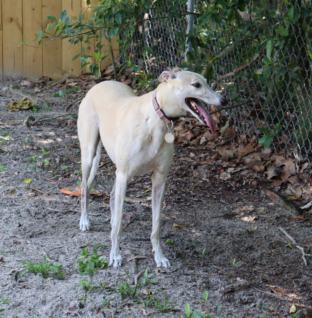 Jaylynn, a Adoptable Greyhound in Longwood, FL image 1/12