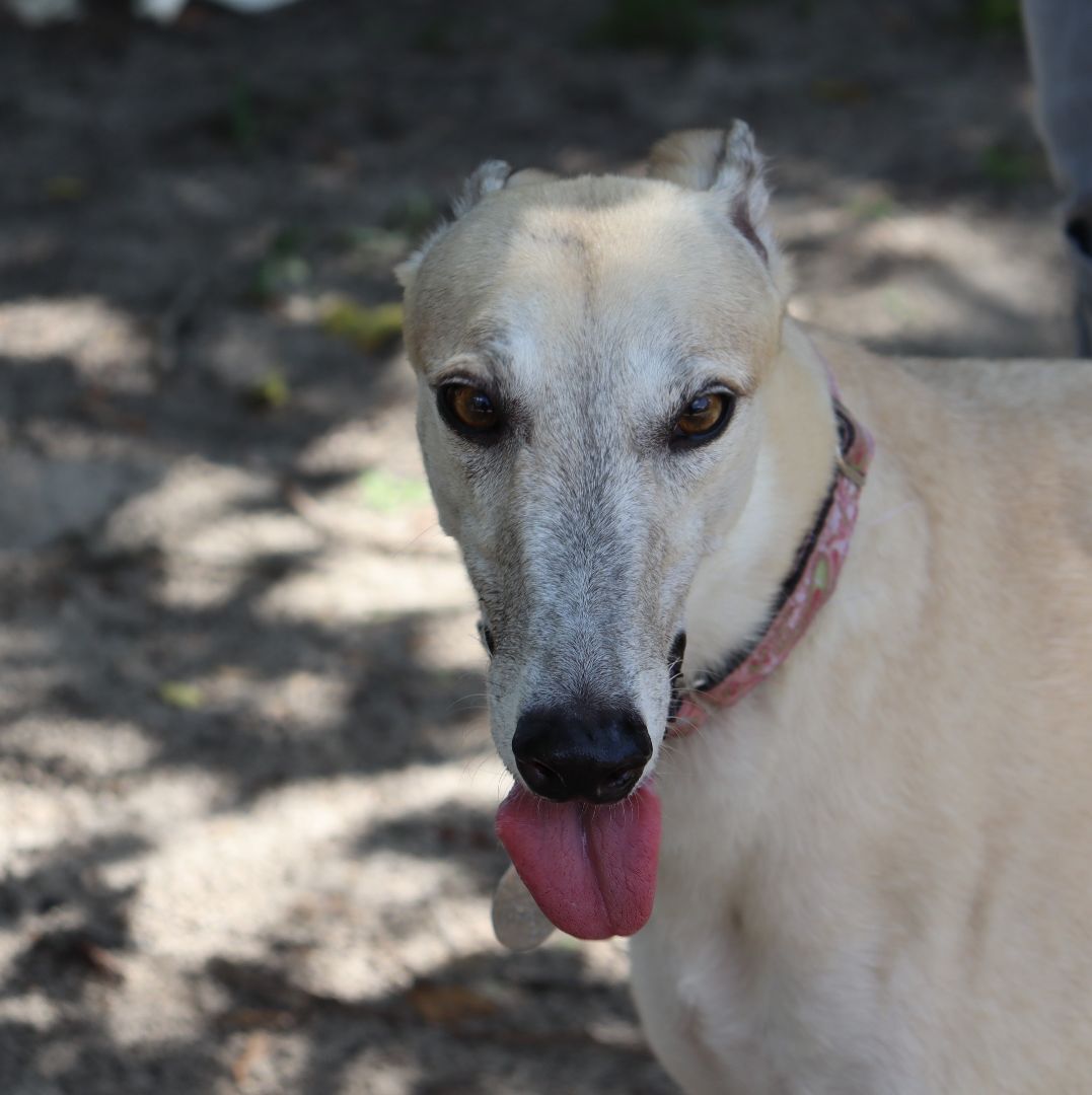 Jaylynn, a Adoptable Greyhound in Longwood, FL image 2/12