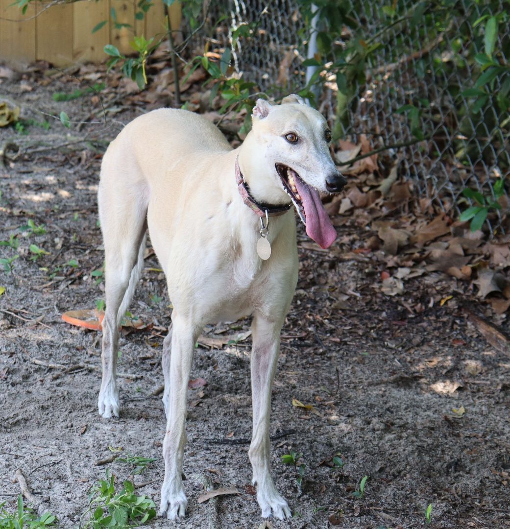 Jaylynn, a Adoptable Greyhound in Longwood, FL image 3/12