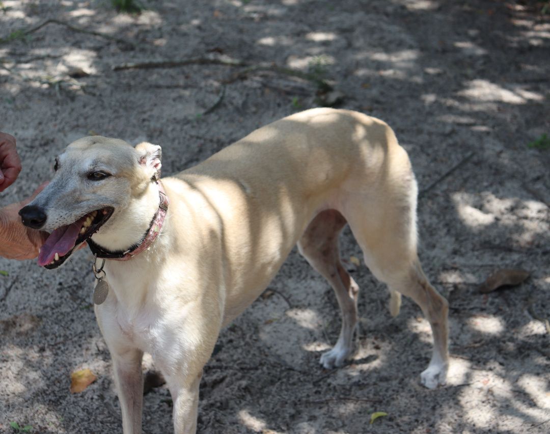 Jaylynn, a Adoptable Greyhound in Longwood, FL image 4/12