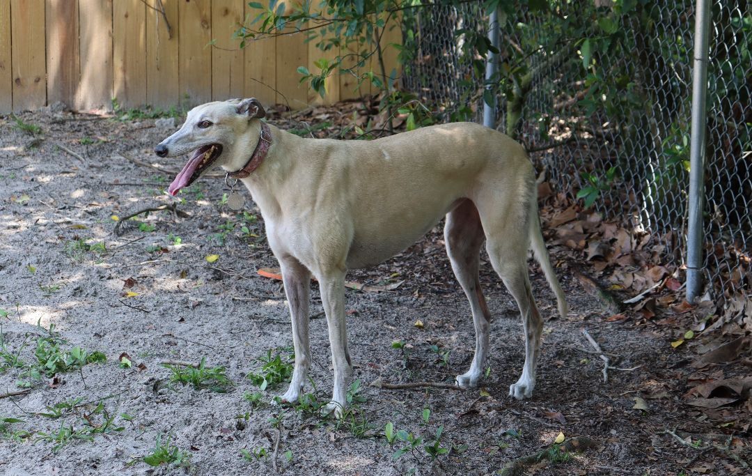 Jaylynn, a Adoptable Greyhound in Longwood, FL image 5/12