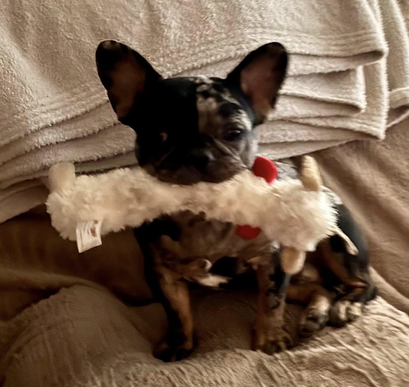 Enlarge Diesel, a Adoptable French Bulldog in Tucson, AZ image 2/3