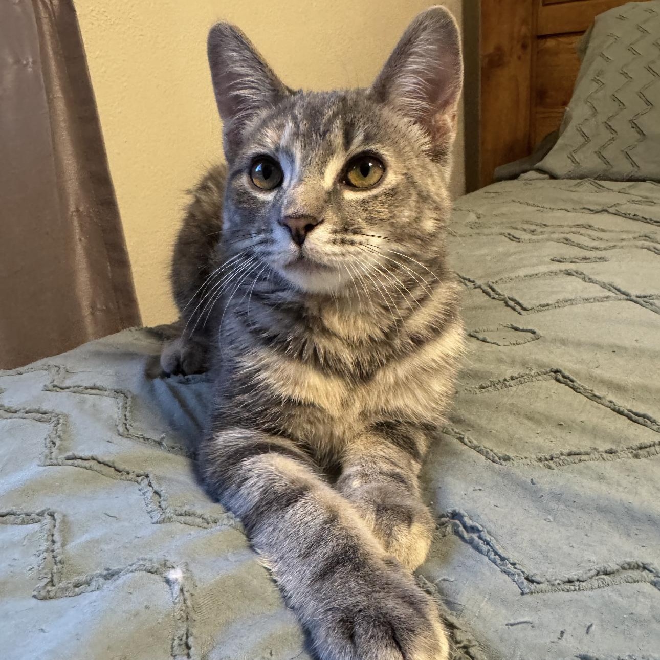 Willow, Adoptable, Kitten Female Domestic Short Hair.