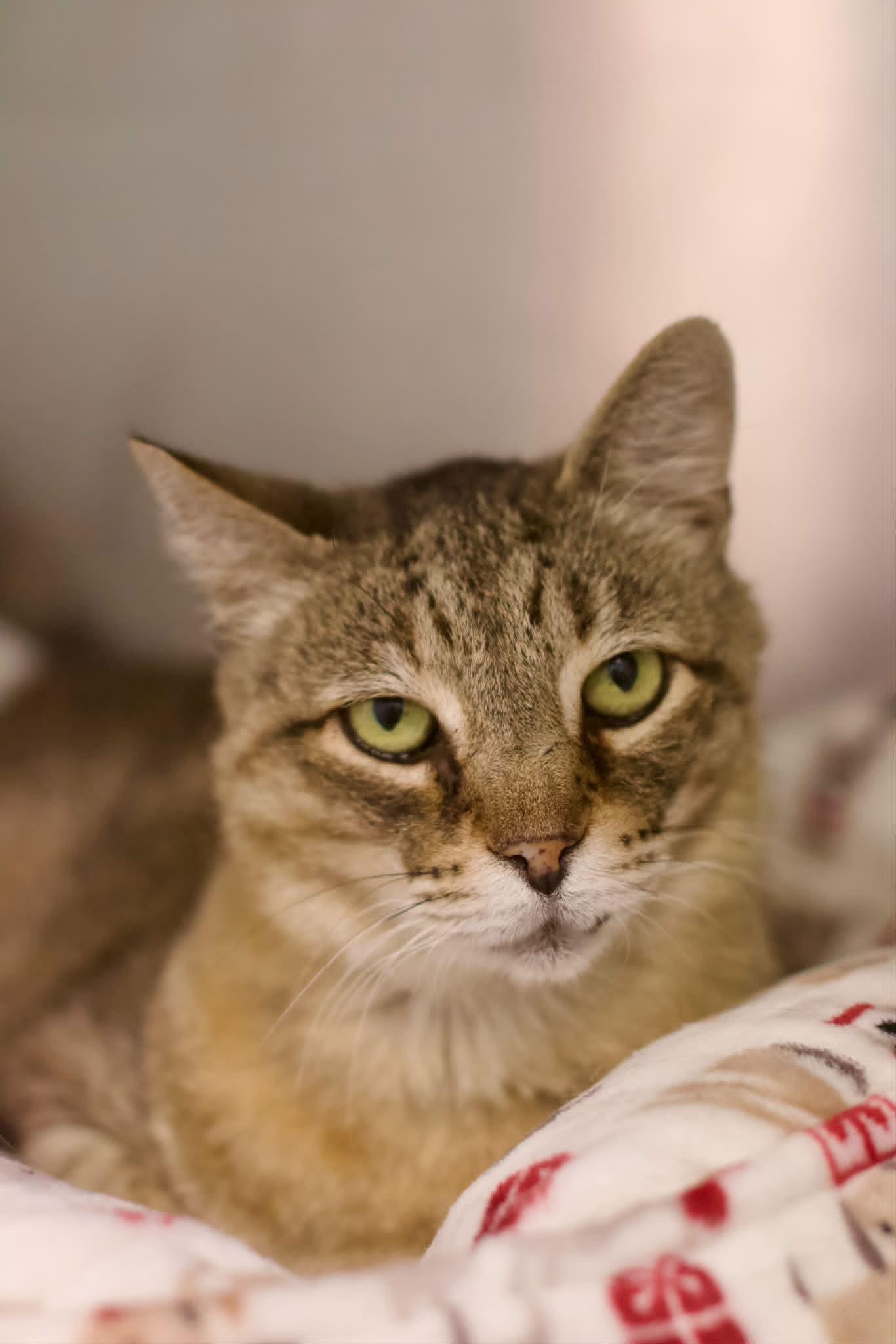 Enlarge Stetson, a ADOPTABLE Domestic Short Hair in Umatilla, FL image 6/6