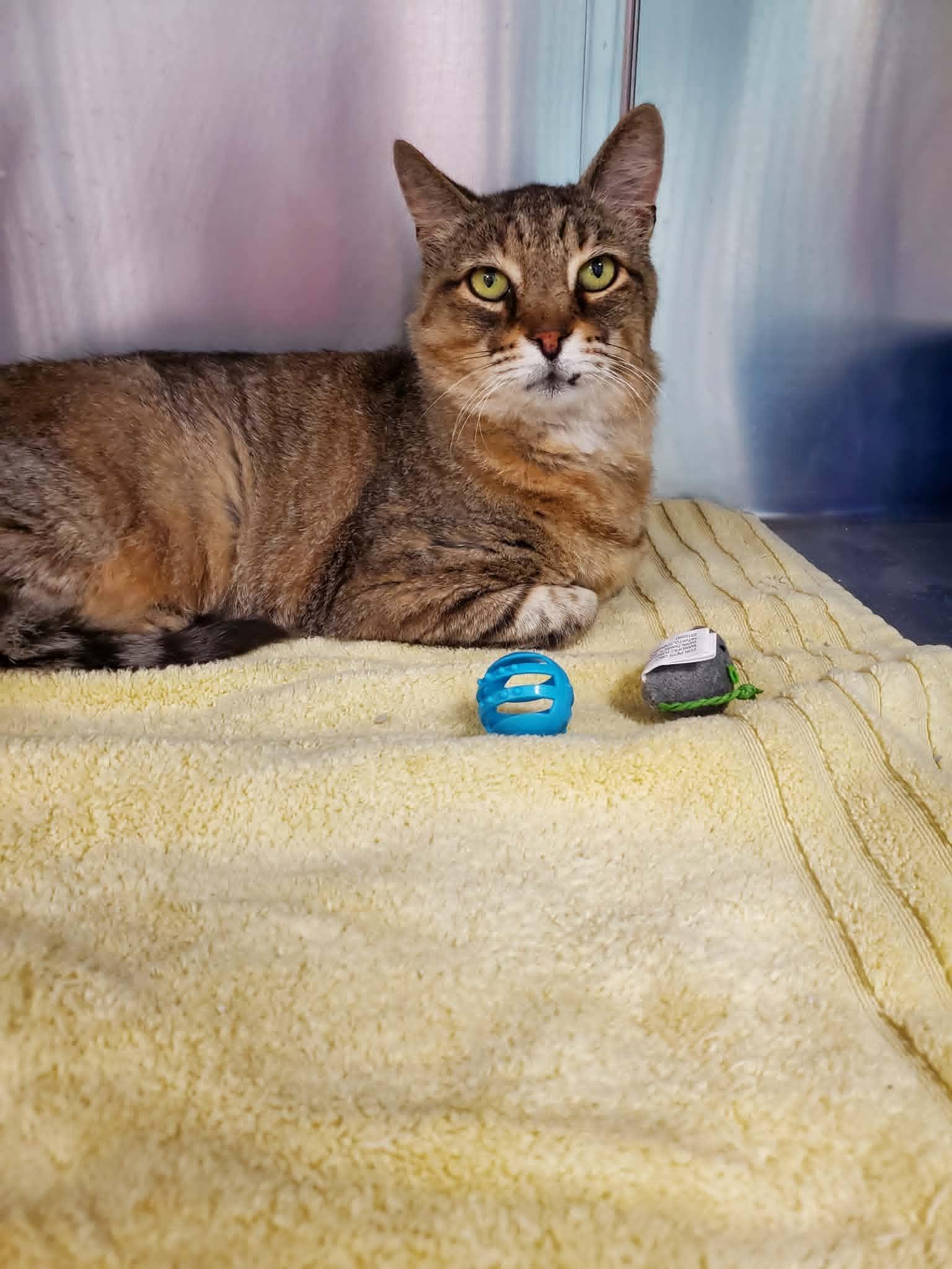 Enlarge Stetson, a ADOPTABLE Domestic Short Hair in Umatilla, FL image 3/6