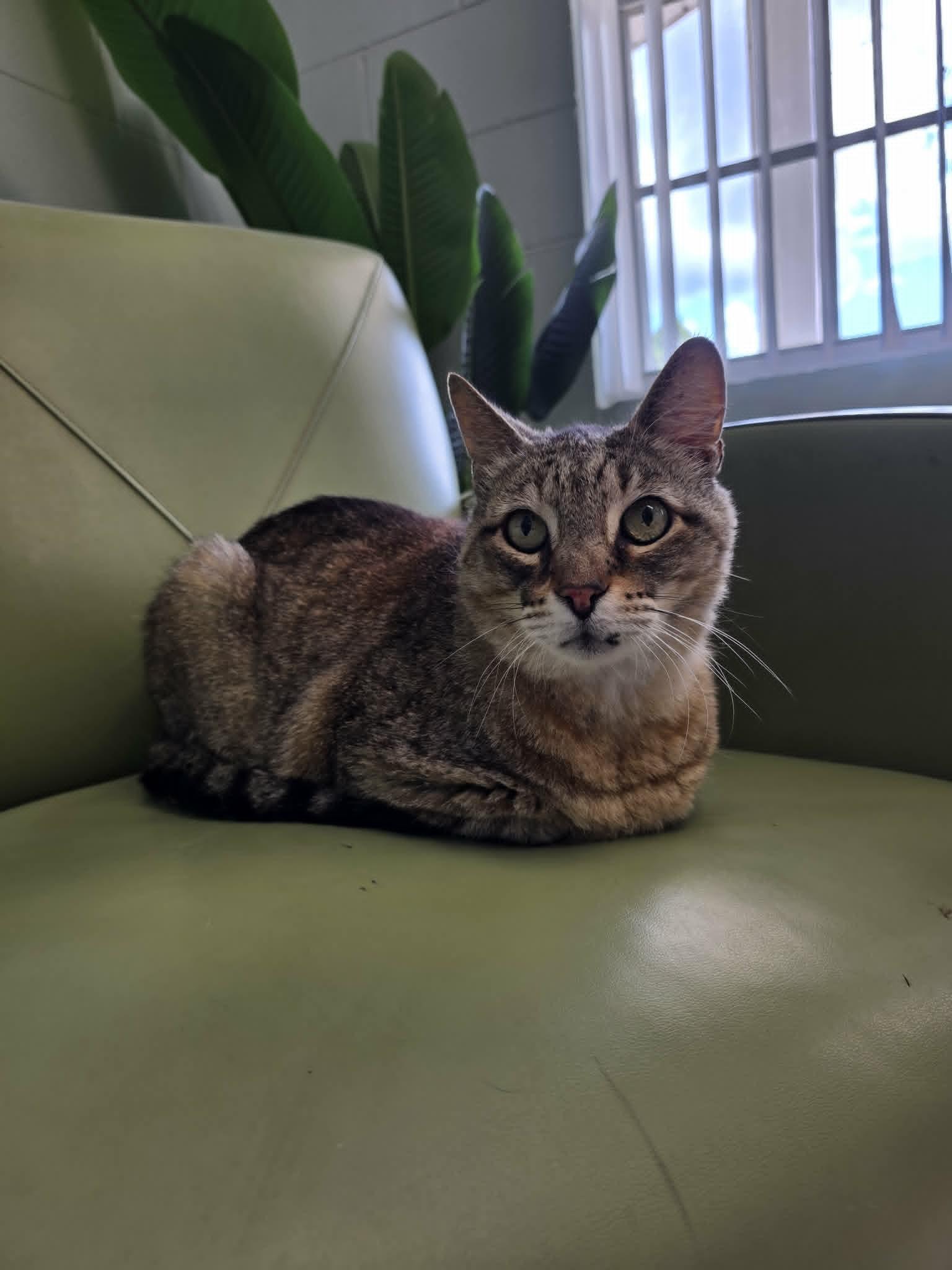 Enlarge Stetson, a ADOPTABLE Domestic Short Hair in Umatilla, FL image 4/6