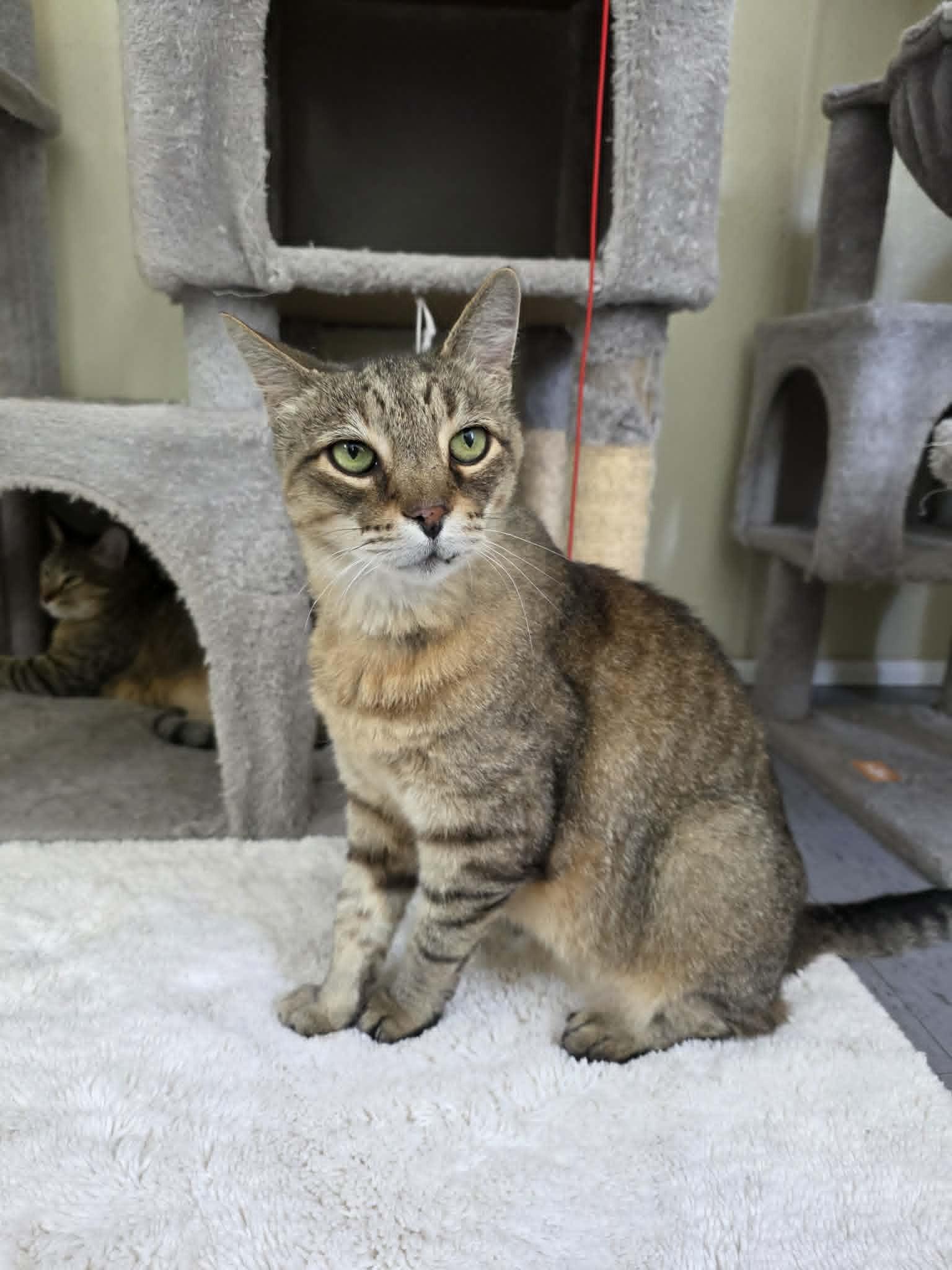 Stetson, ADOPTABLE, Adult Male Domestic Short Hair.