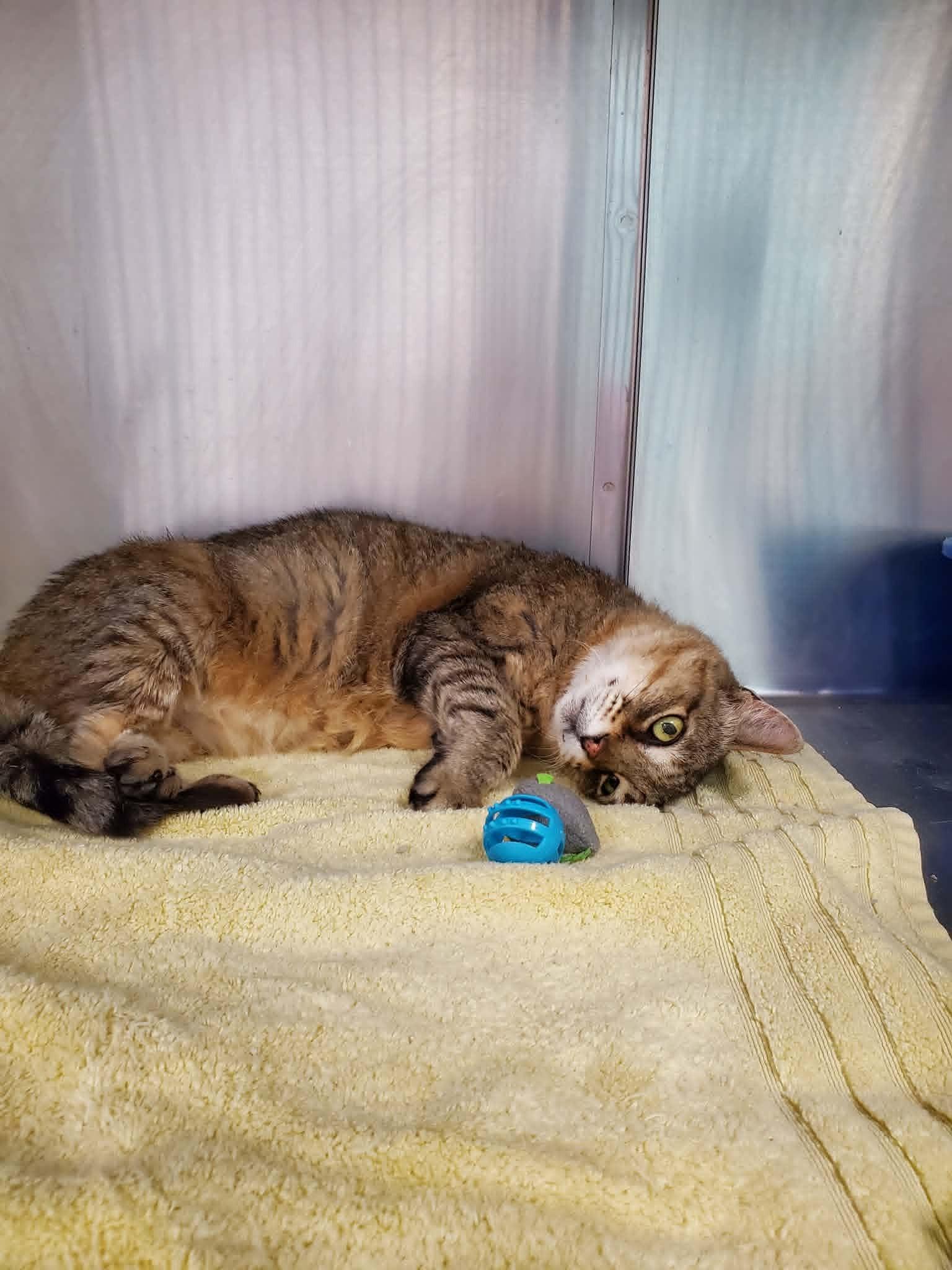 Enlarge Stetson, a ADOPTABLE Domestic Short Hair in Umatilla, FL image 5/6
