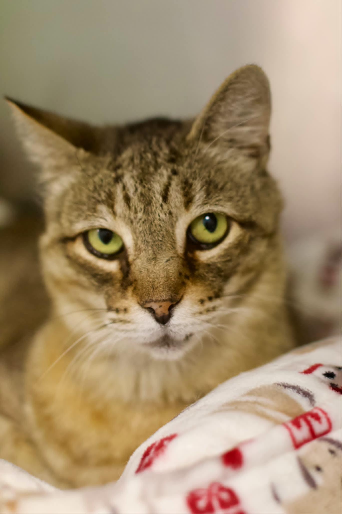 Stetson, ADOPTABLE, Adult Male Domestic Short Hair.