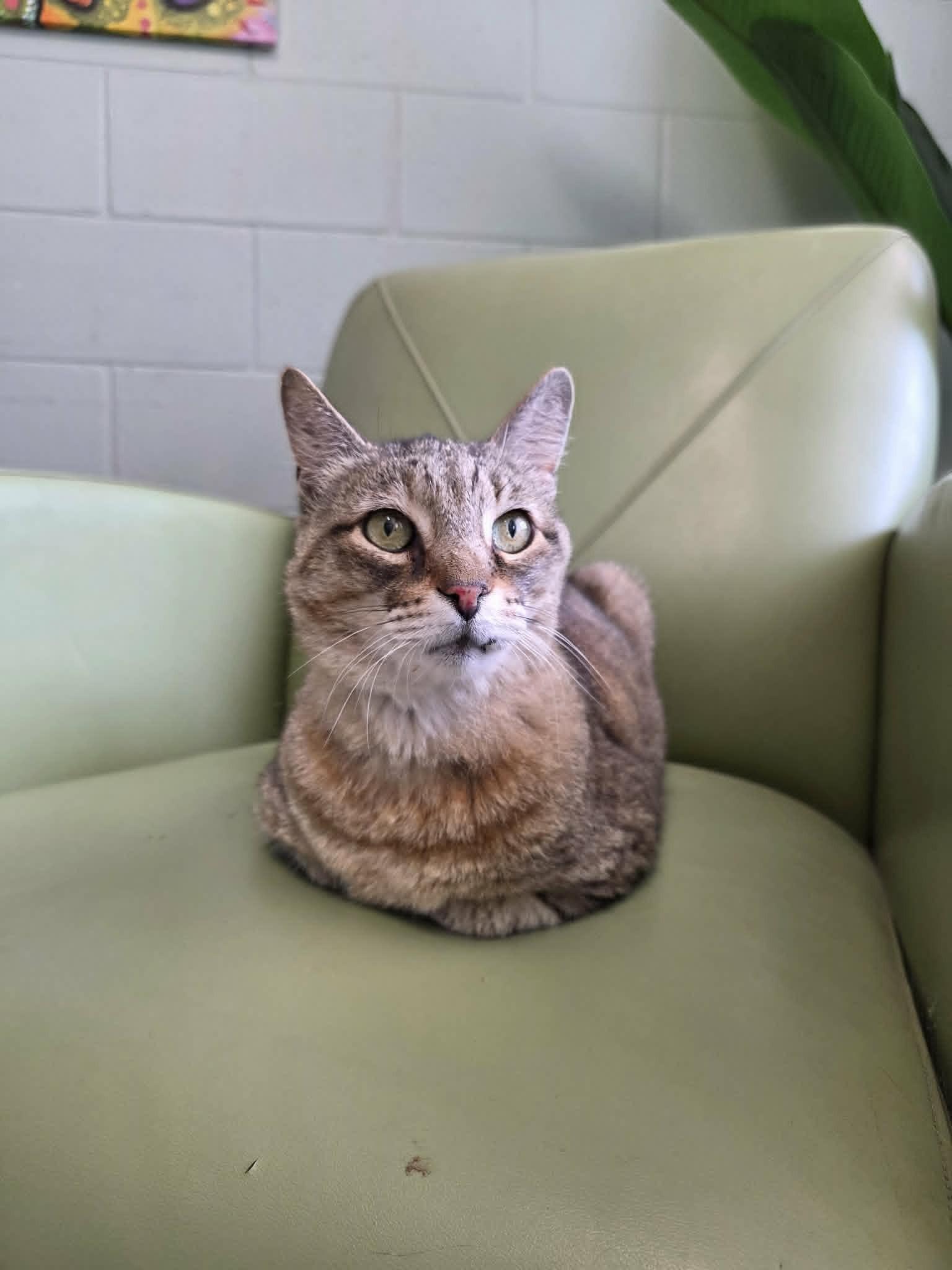 Enlarge Stetson, a ADOPTABLE Domestic Short Hair in Umatilla, FL image 2/6