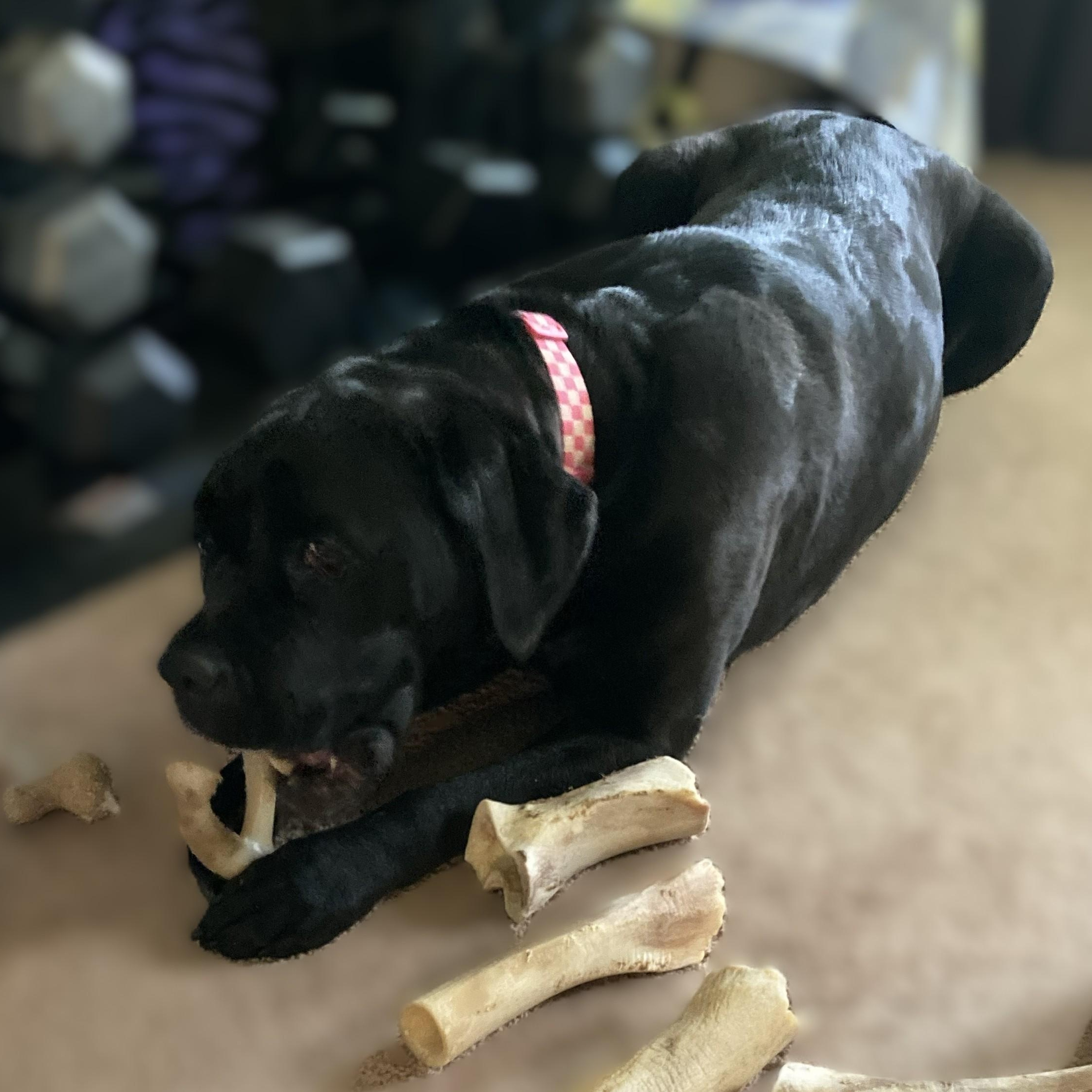 Evie ~~ VISIT ME AT CRABAPPLE KNOLL, a Adoptable Cane Corso in Alpharetta, GA image 3/6