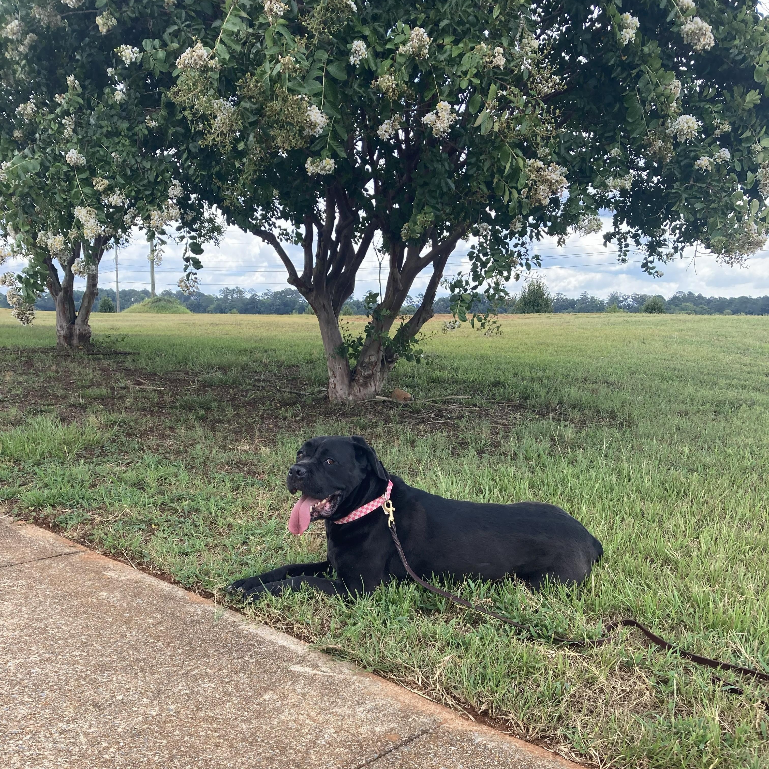 Evie ~~ VISIT ME AT CRABAPPLE KNOLL, Adoptable, Adult Female Cane Corso.