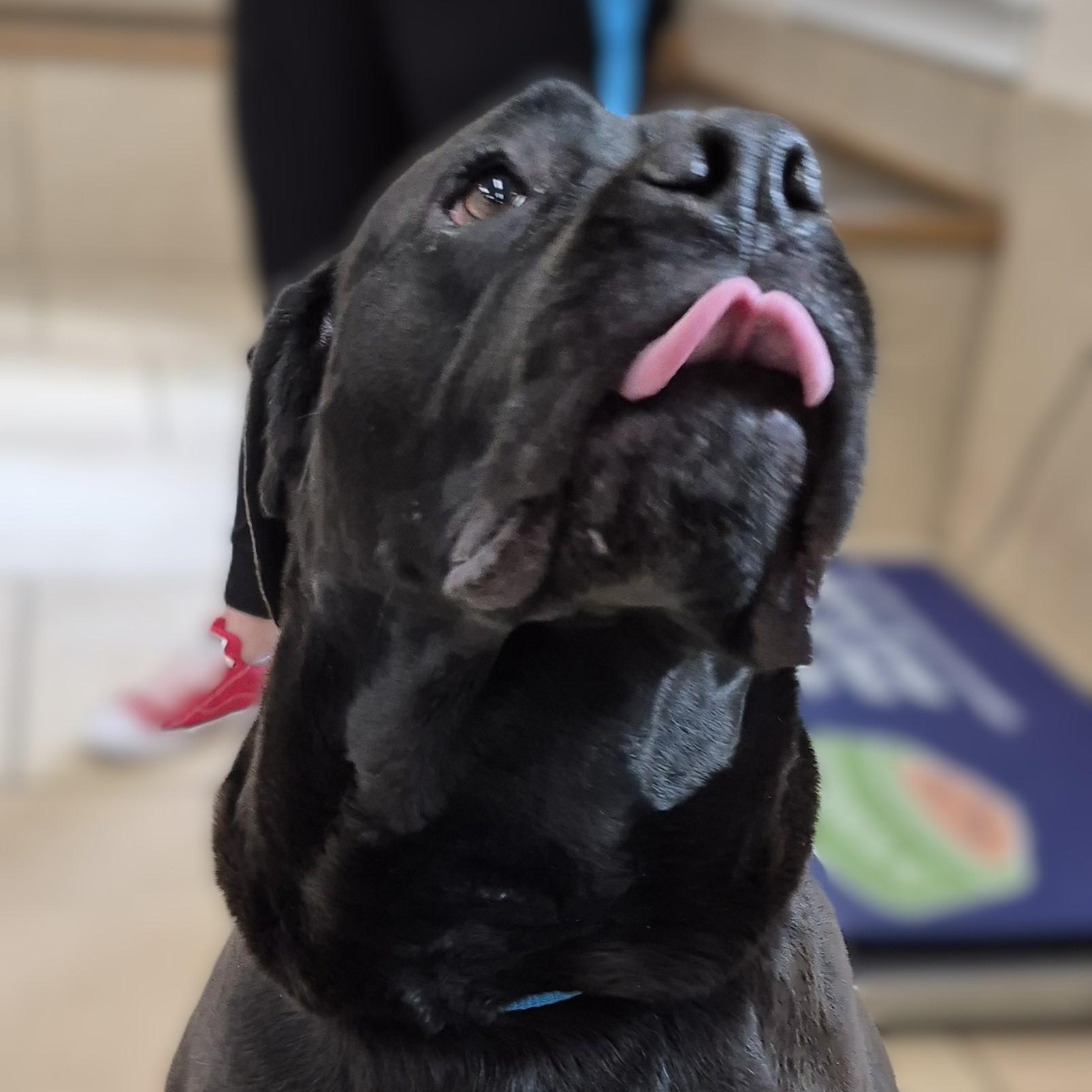 Evie, a Adoptable Cane Corso in Alpharetta, GA image 4/6