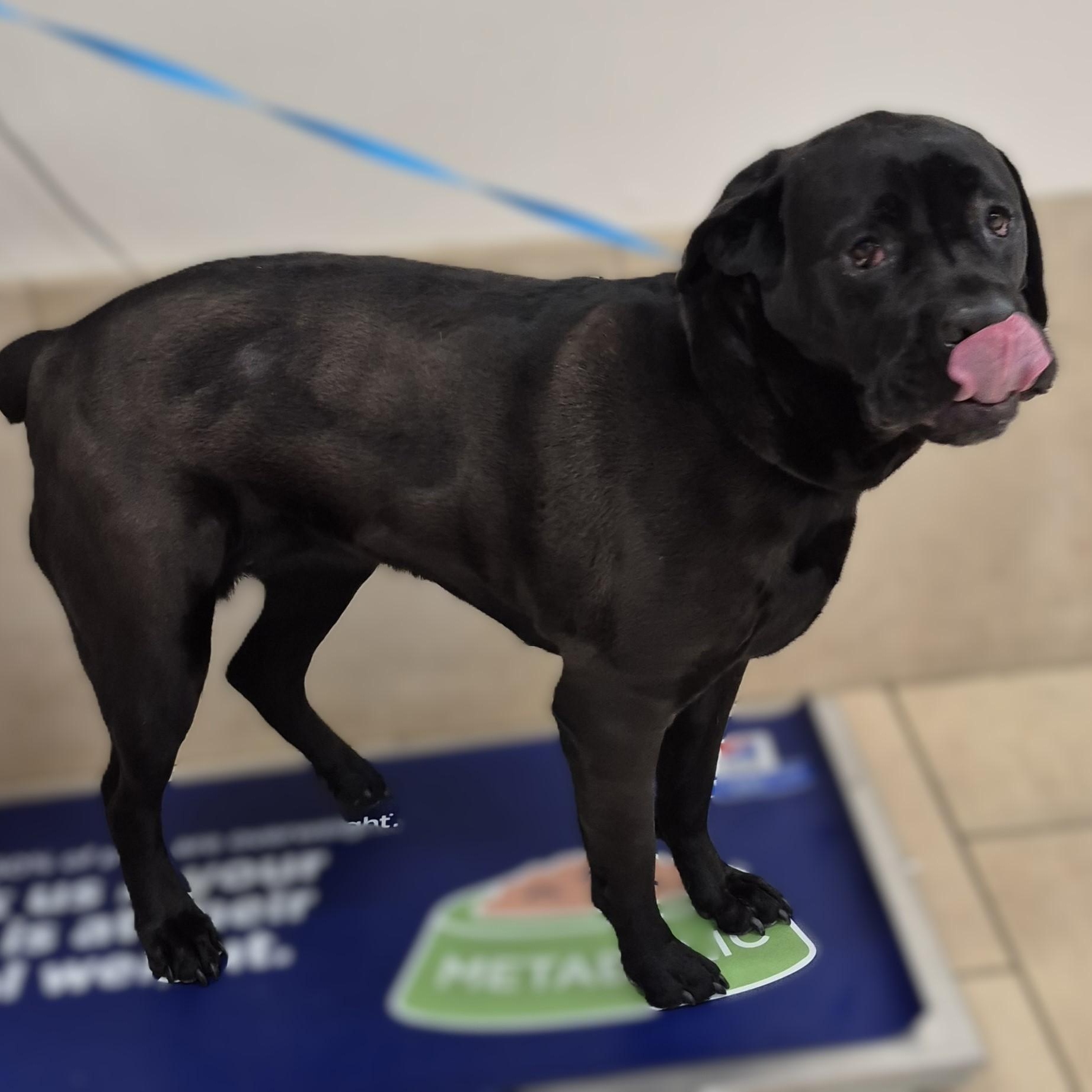 Evie, a Adoptable Cane Corso in Alpharetta, GA image 5/6