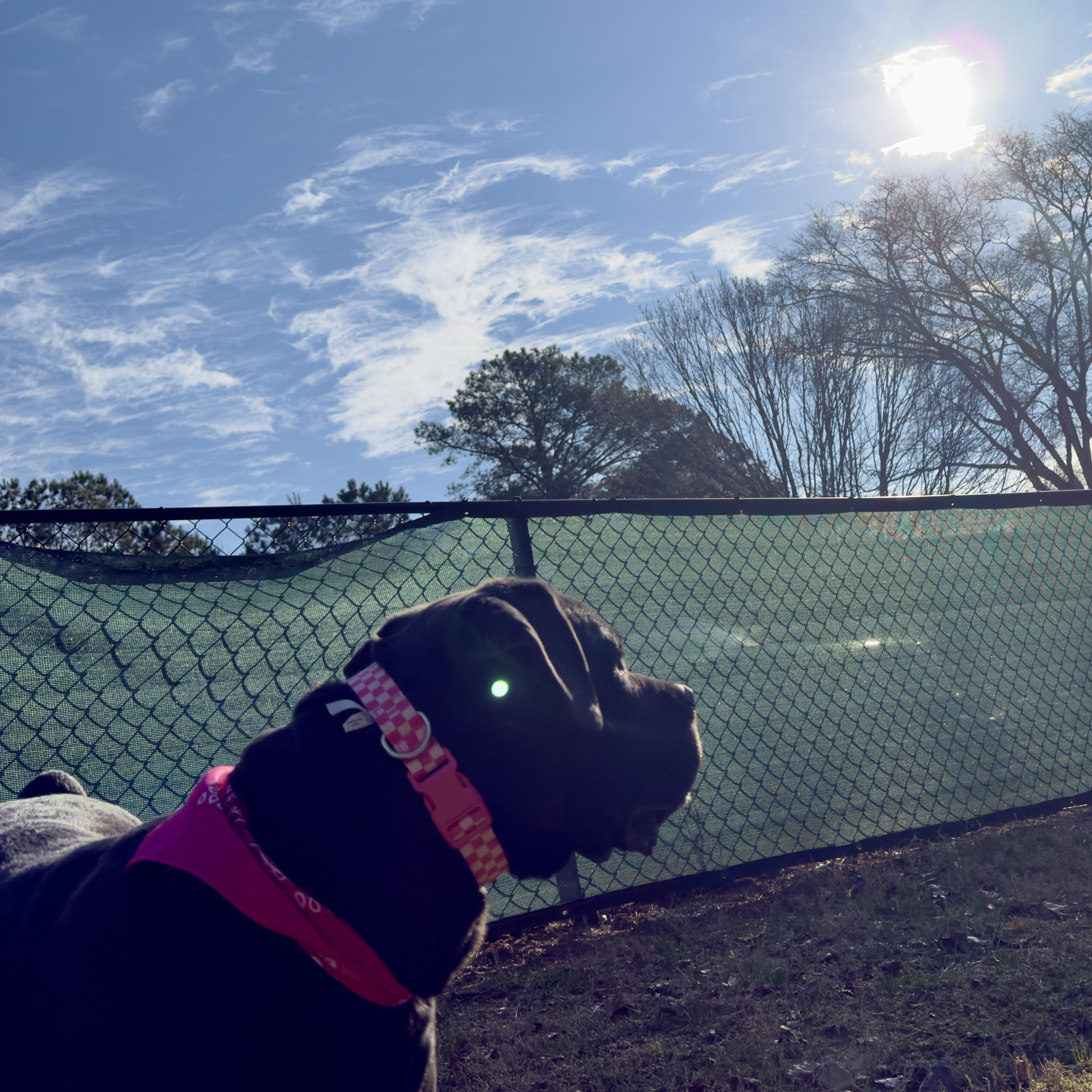 Evie ~~ VISIT ME AT CRABAPPLE KNOLL, a Adoptable Cane Corso in Alpharetta, GA image 3/6