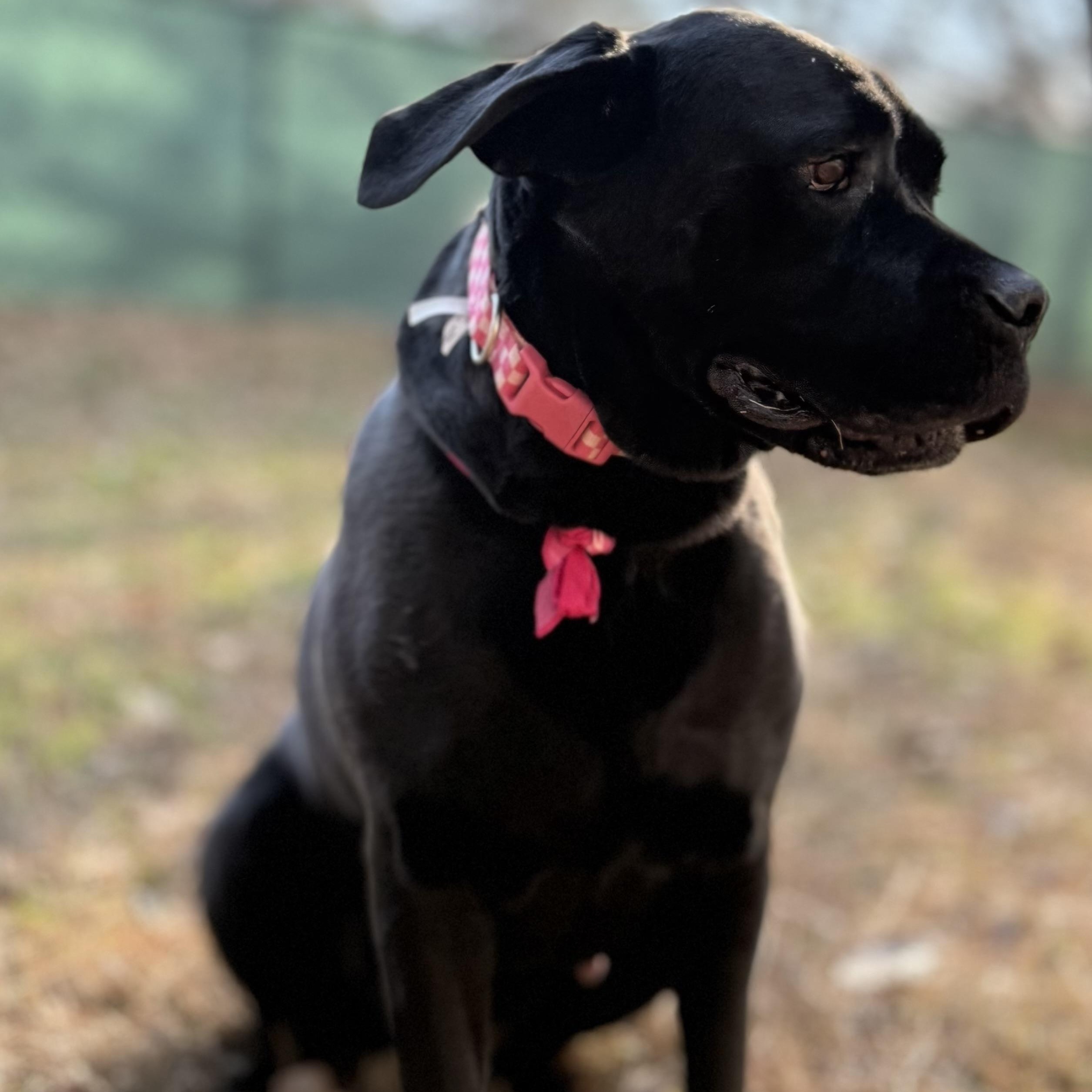 Evie ~~ VISIT ME AT CRABAPPLE KNOLL, a Adoptable Cane Corso in Alpharetta, GA image 4/6